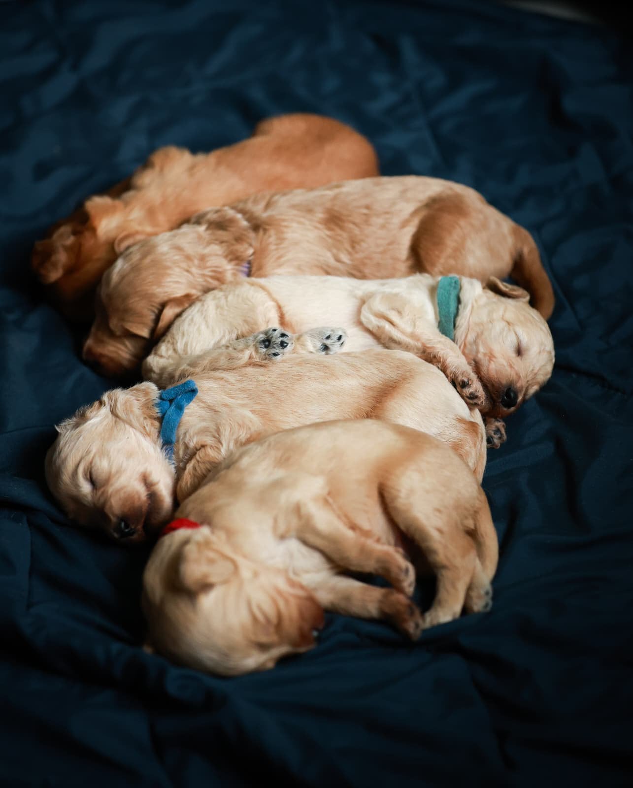 Medium Golden en australian doodles, Reu, 8 tot 15 weken, Parvo, Meerdere