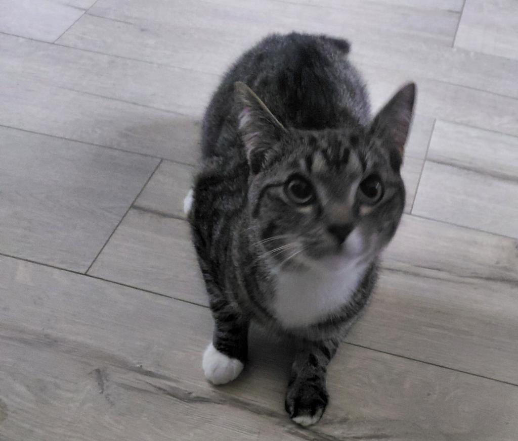 Kat herplaatsing, Kater, Ontwormd, 0 tot 2 jaar