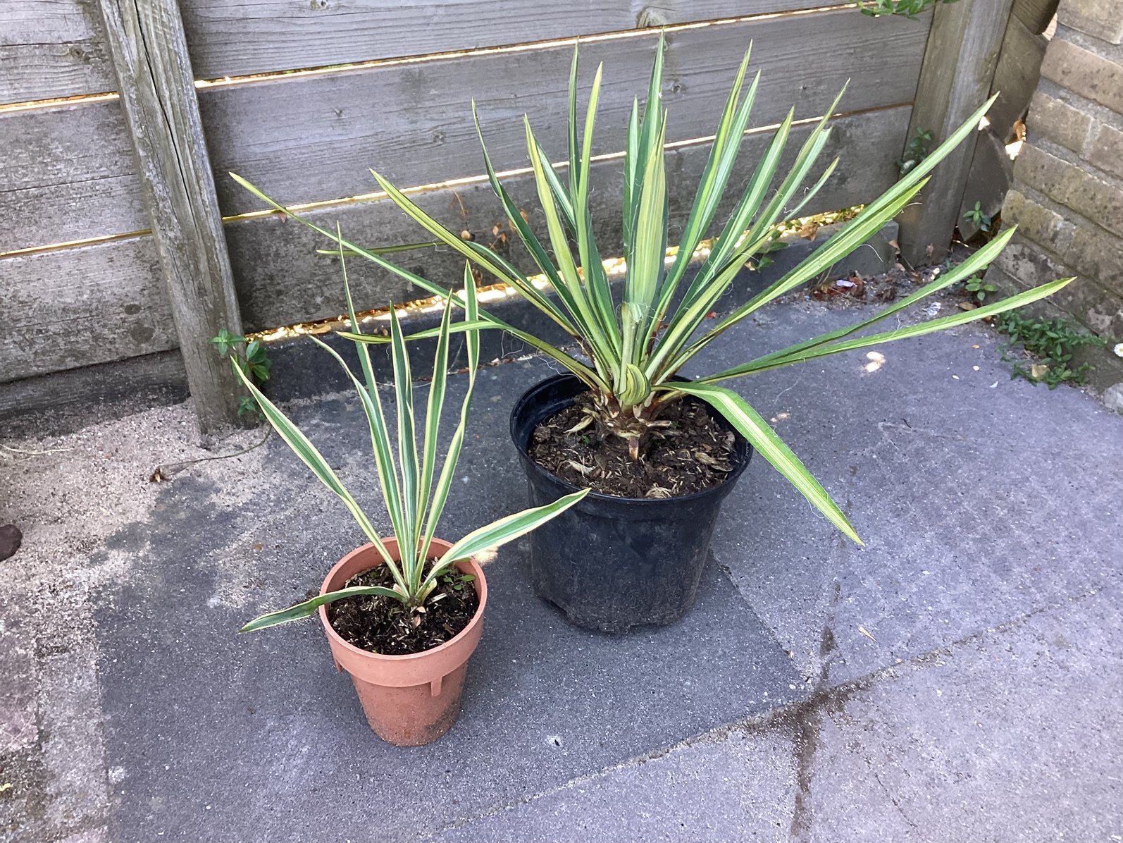Yucca ….. bontkleurig., Tuin en Terras, Volle zon, Vaste plant, Zomer, Ophalen