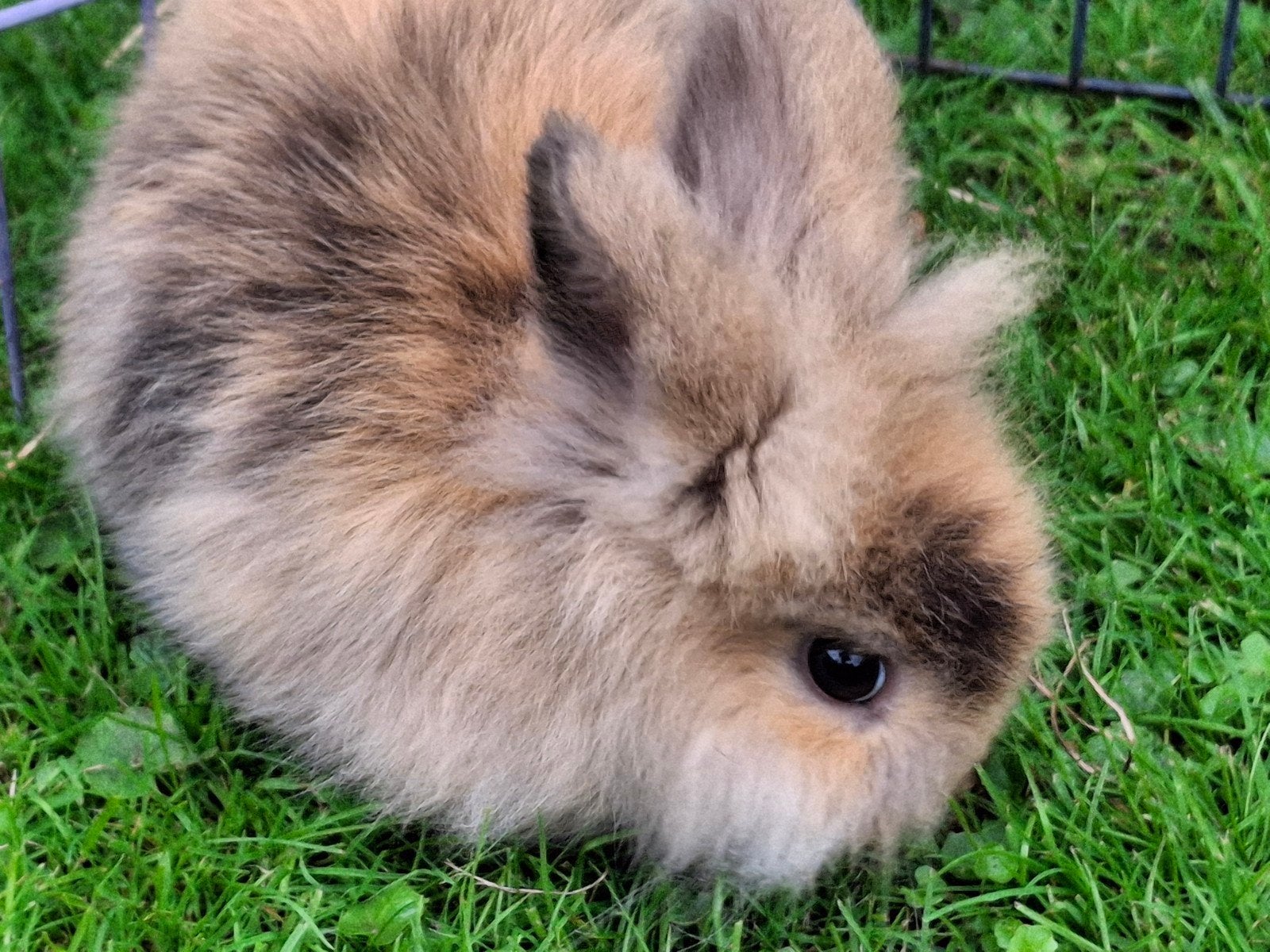 Mooi lief baby dwerg konijn ram, Dieren en Toebehoren, Mannelijk, Dwerg, 0 tot 2 jaar