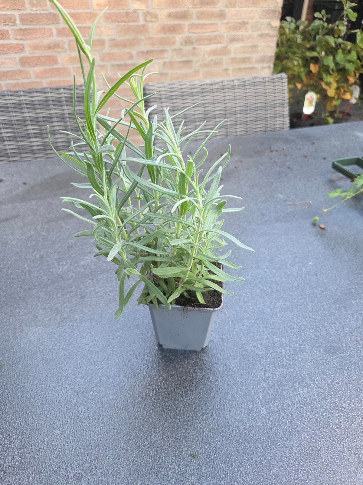 Lavandula Angustifolia Munstead / Hidcote / Dwarf blue, Ophalen, Zomer, Overige soorten, Volle zon