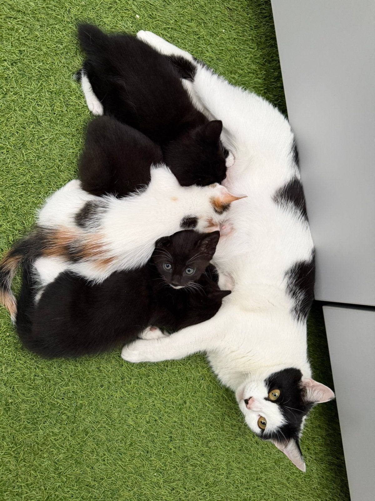 Gratis ophalen katten en kitten, Poes
