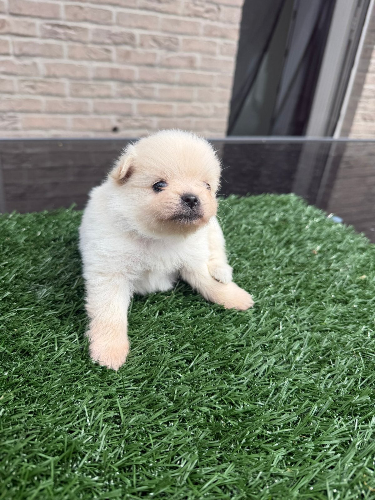 Pomeranian pup reutje, Dieren en Toebehoren, Honden | Chihuahua's en Gezelschapshonden, België, Particulier, 8 tot 15 weken, Meerdere