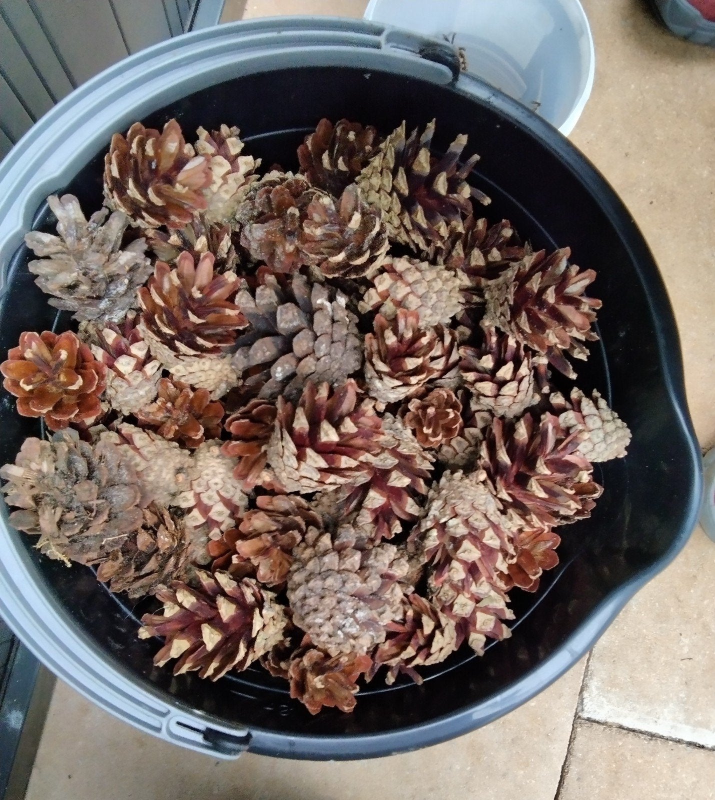 100 droge dennenappels van de grove den, Tuin en Terras, Ophalen of Verzenden, Metaal