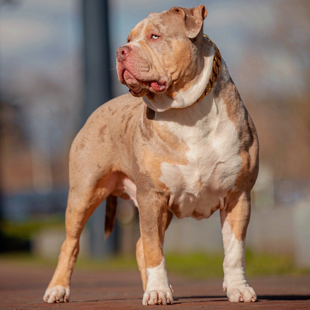 American Bully Dekreu *Ervaren *ABKC *Getest, Dieren en Toebehoren, Eén hond, 3 tot 5 jaar, Nederland, Particulier