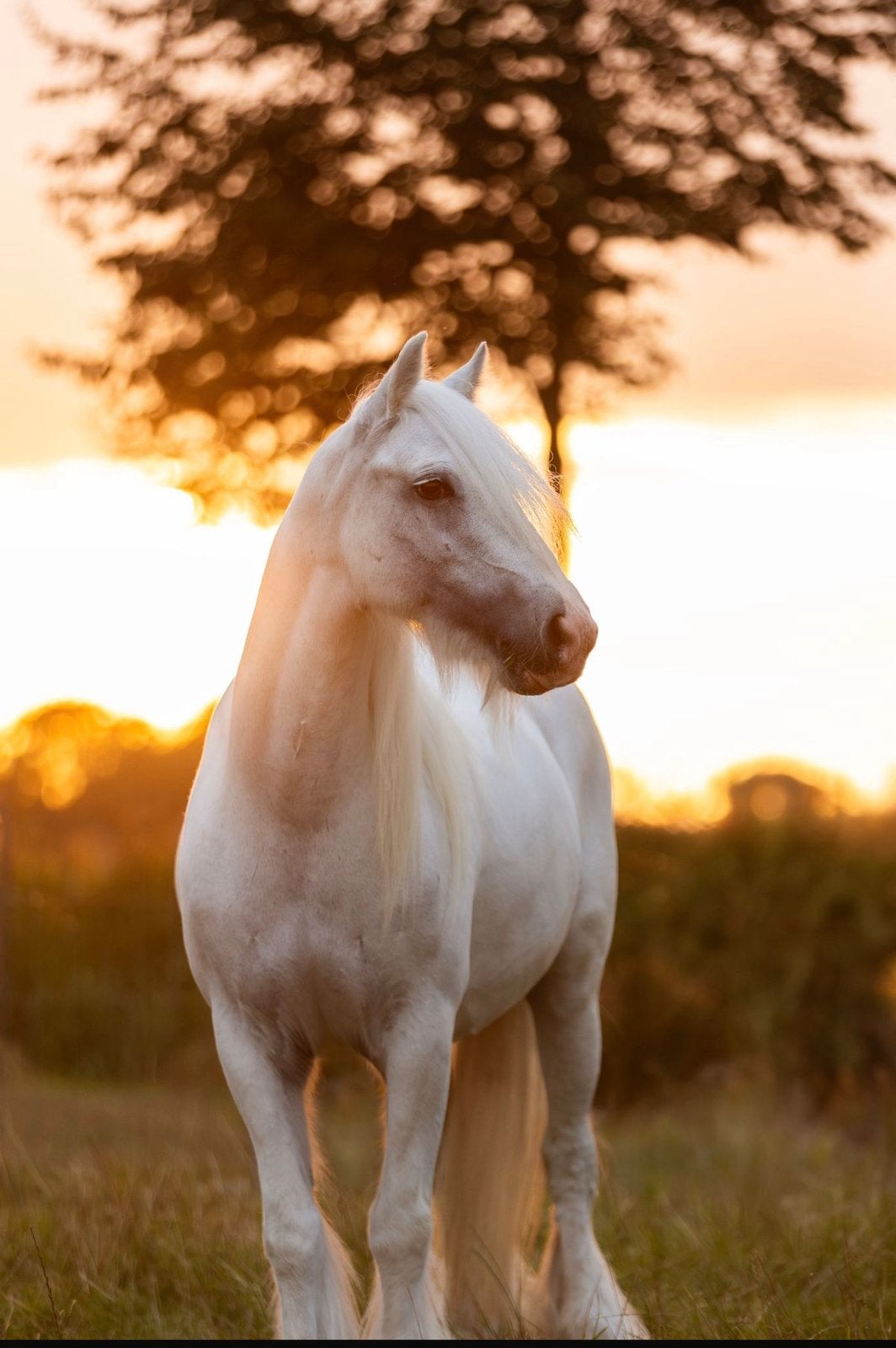 Leuke kinderpony (tinker) ideale buitenpony, ook voor lessen, Merrie