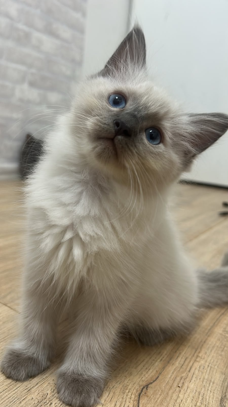 Prachtige sociale ragdoll kittens, Dieren en Toebehoren, Meerdere dieren, Ontwormd, 0 tot 2 jaar