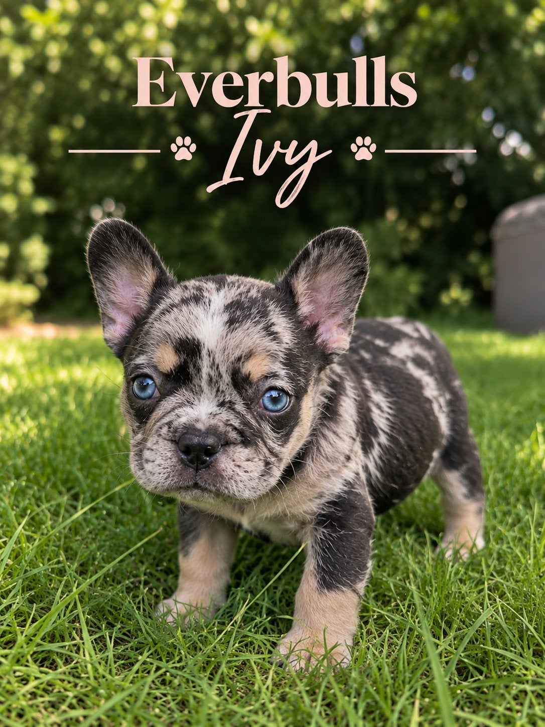 Franse bulldog pups !  uniek dna, 8 tot 15 weken, CDV (hondenziekte), Bulldog, Meerdere