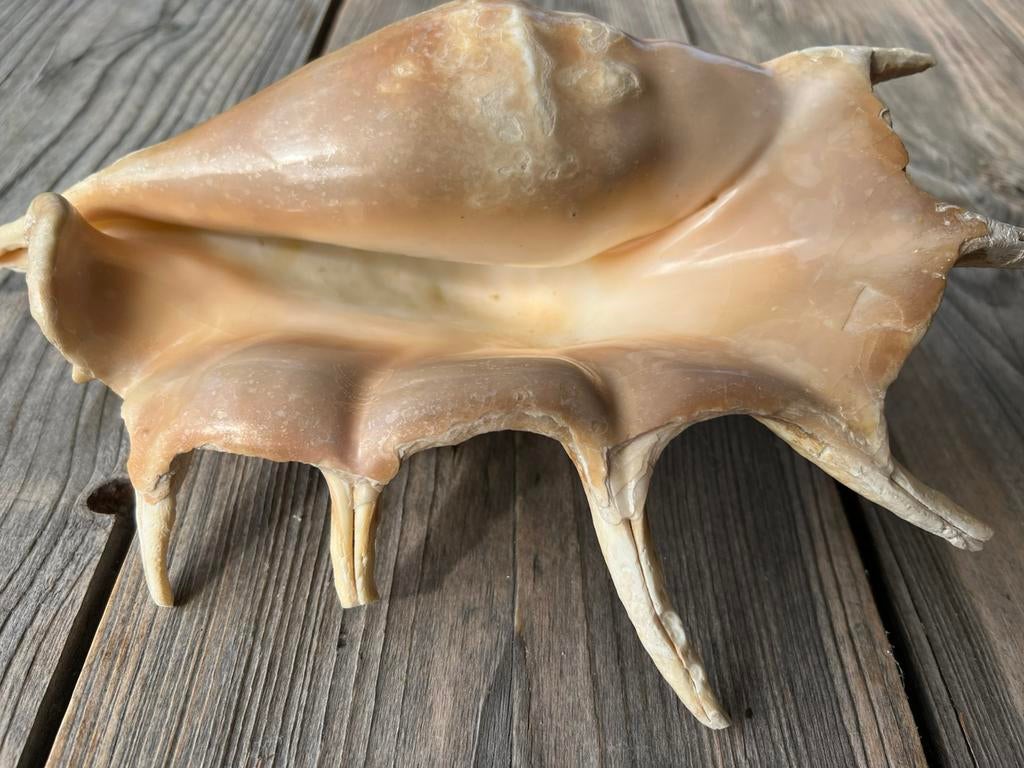 Zeer grote mooie LAMBIS Schelp Zeeschelp Spinnenconch 33 cm, Ophalen of Verzenden, Schelp(en)