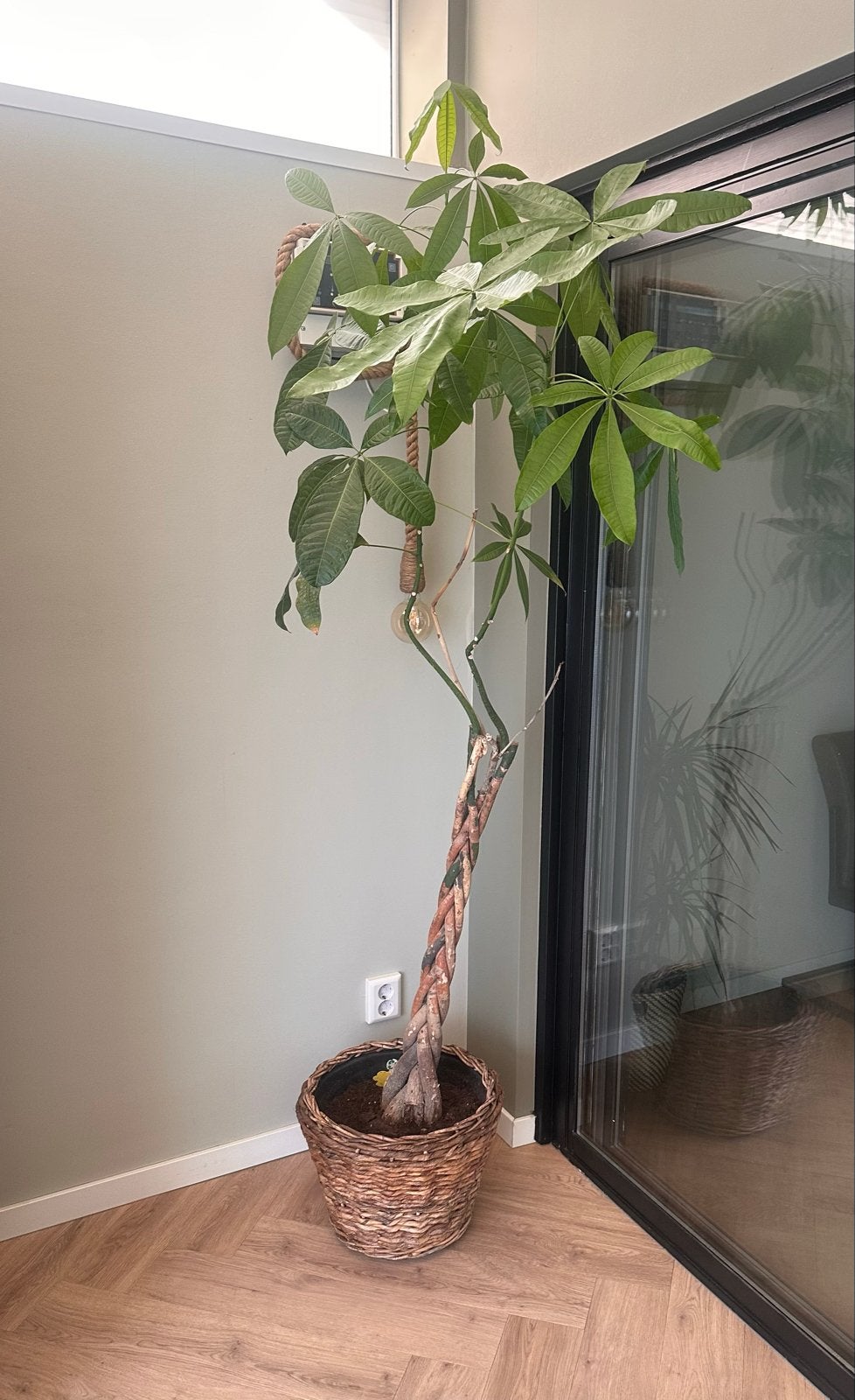Geldboom (Pachira Aquatica) +/- 200cm hoog, Vaste plant, Bloeit niet, Halfschaduw, Ophalen