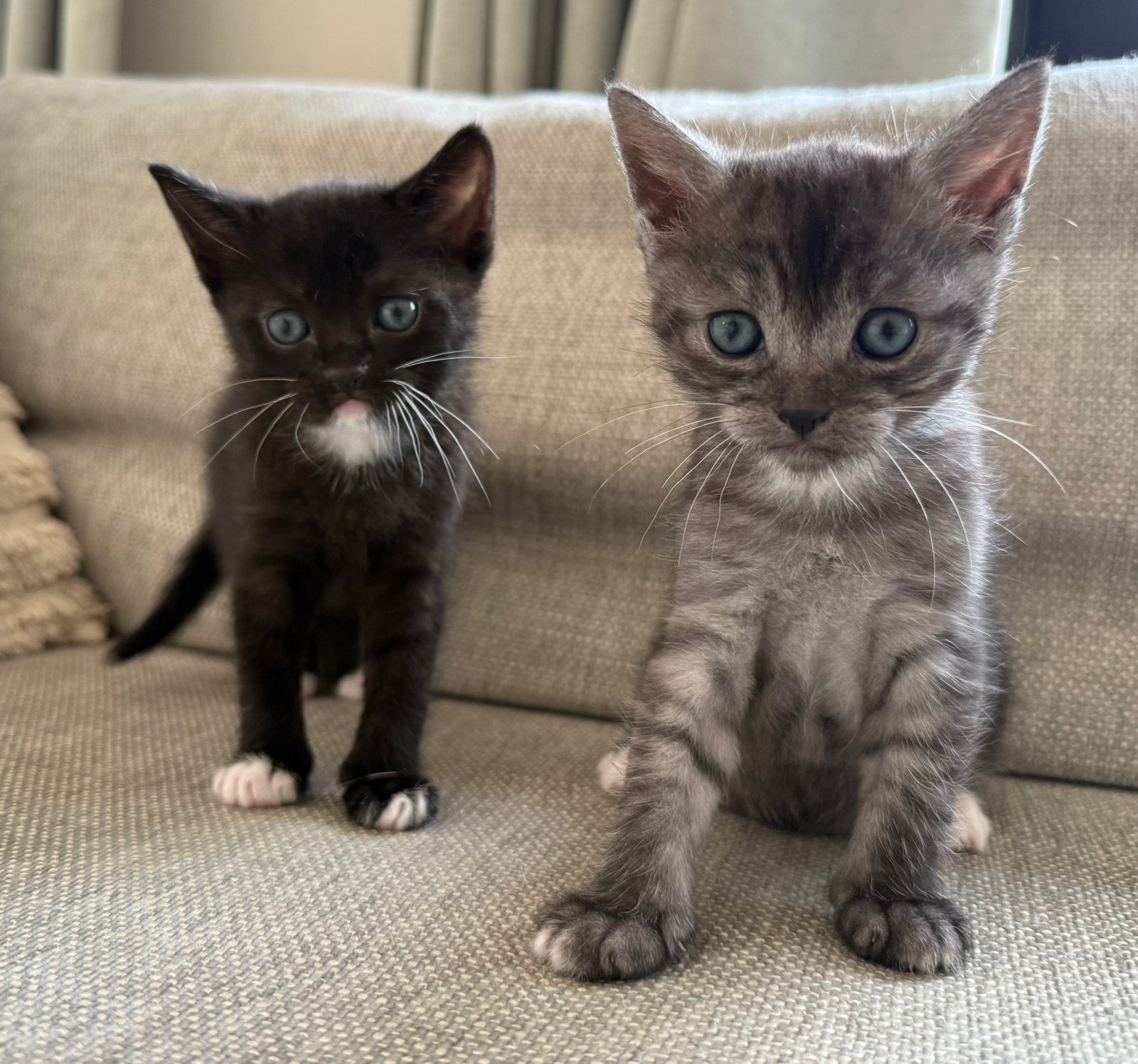 Twee kittens- half Abbesijn/ Britse korthaar, Poes