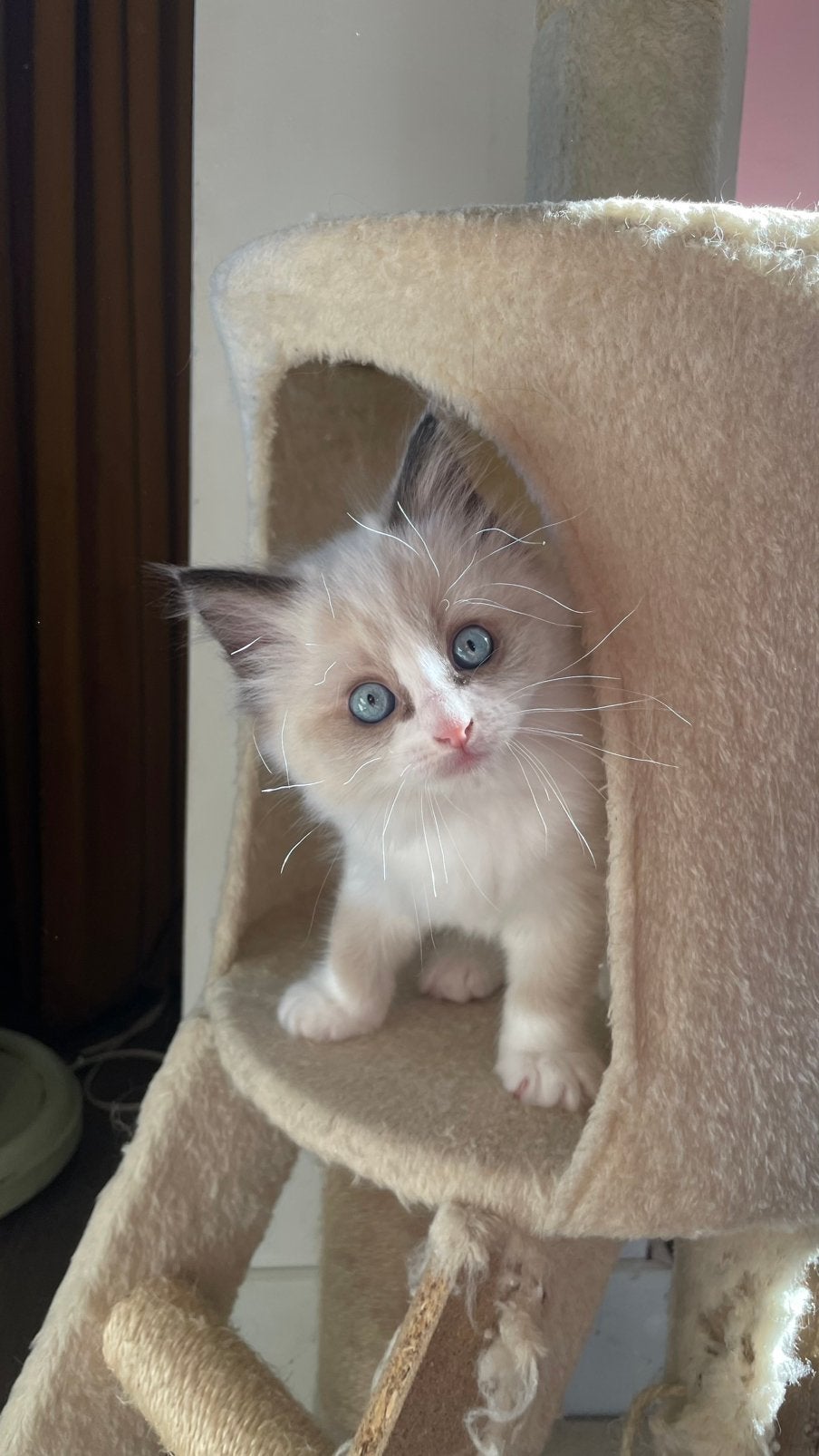 Liefste Ragdoll kittens, Poes, Gechipt, 0 tot 2 jaar