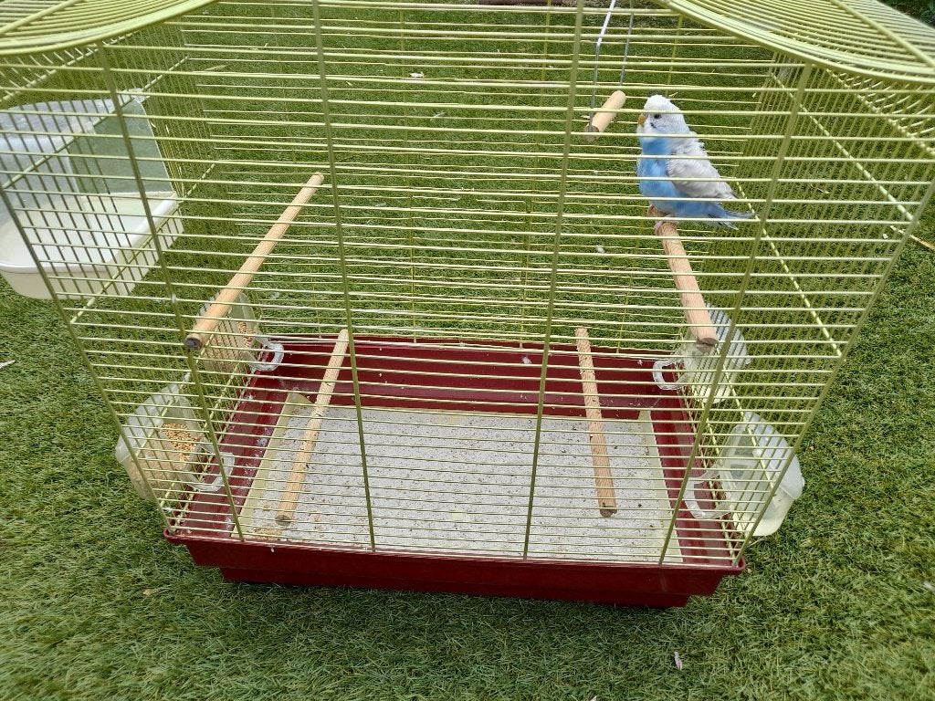 Handtammen parkiet inclusief kooi, schelpenzand, eten, Dieren en Toebehoren, Geslacht onbekend, Parkiet, Tam