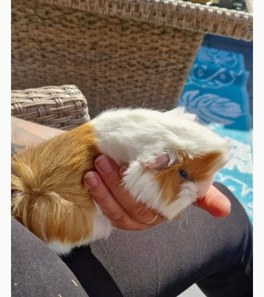 Cavia zeugje 6 maandjes, Vrouwelijk, Tam, Maart, Cavia