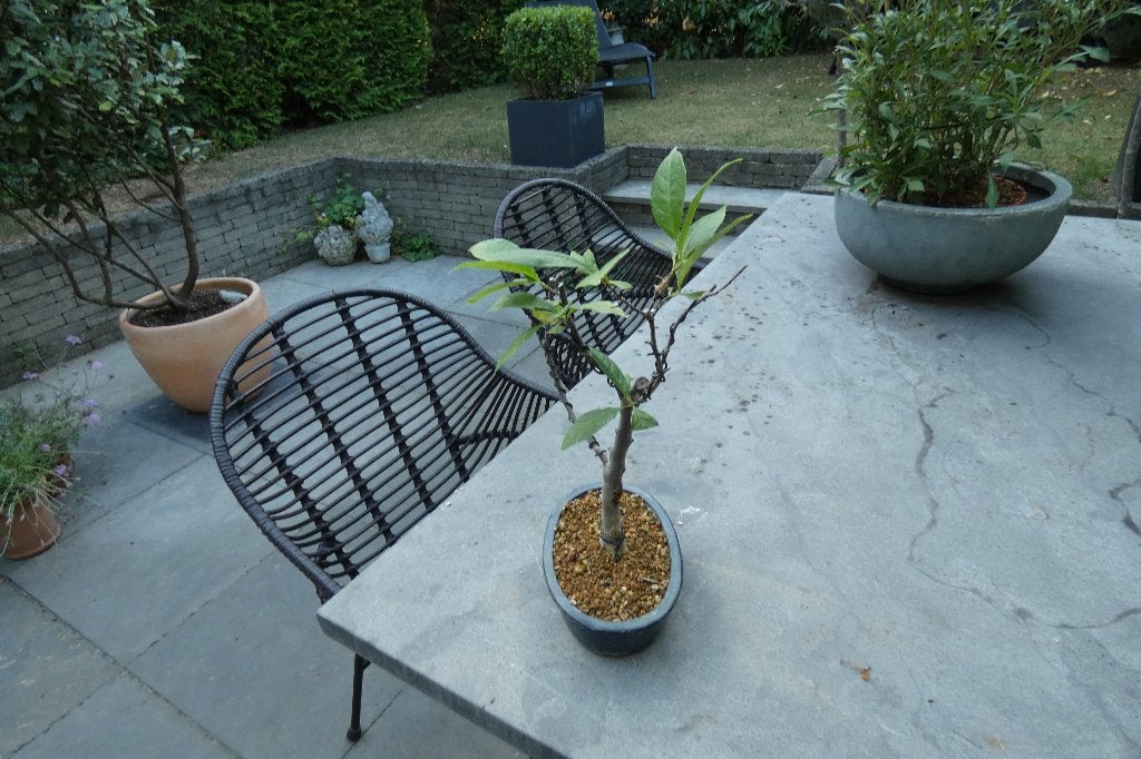 Bonsai Magnolia Stellata, Tuin en Terras, In pot, Halfschaduw, Lente, Minder dan 100 cm