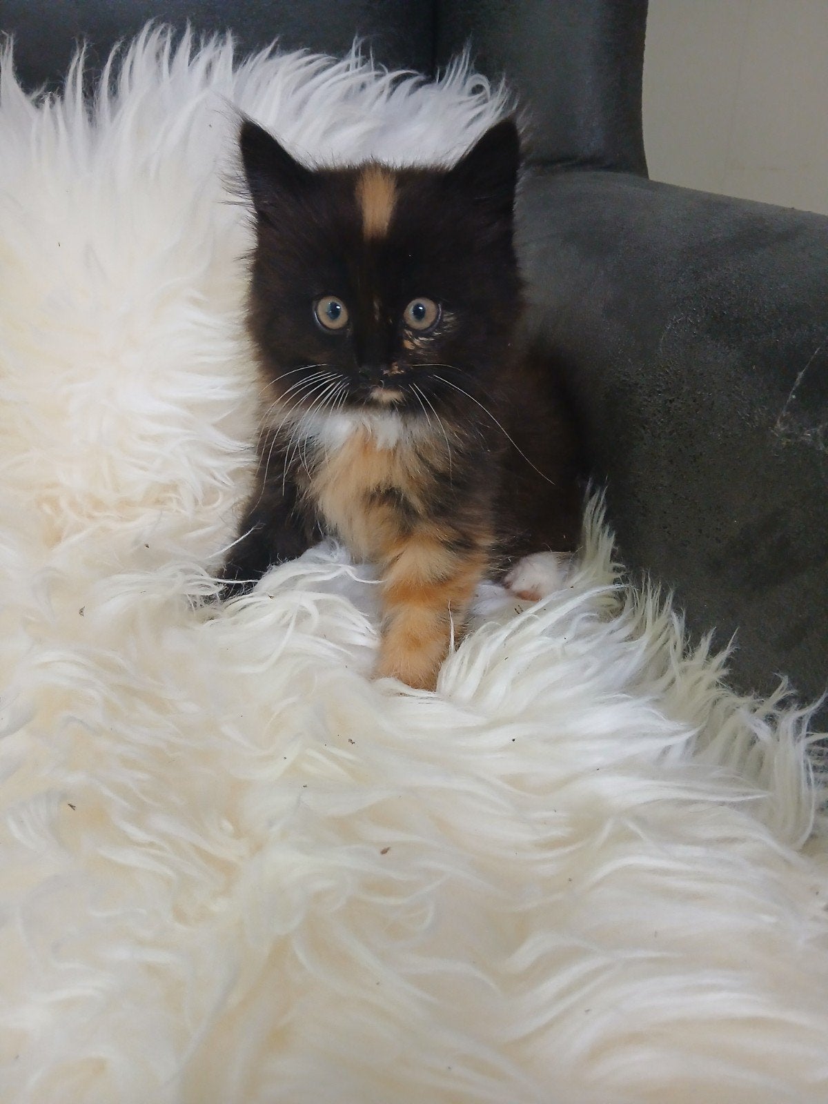 Kittens, Dieren en Toebehoren, Katten en Kittens | Overige Katten, Meerdere dieren