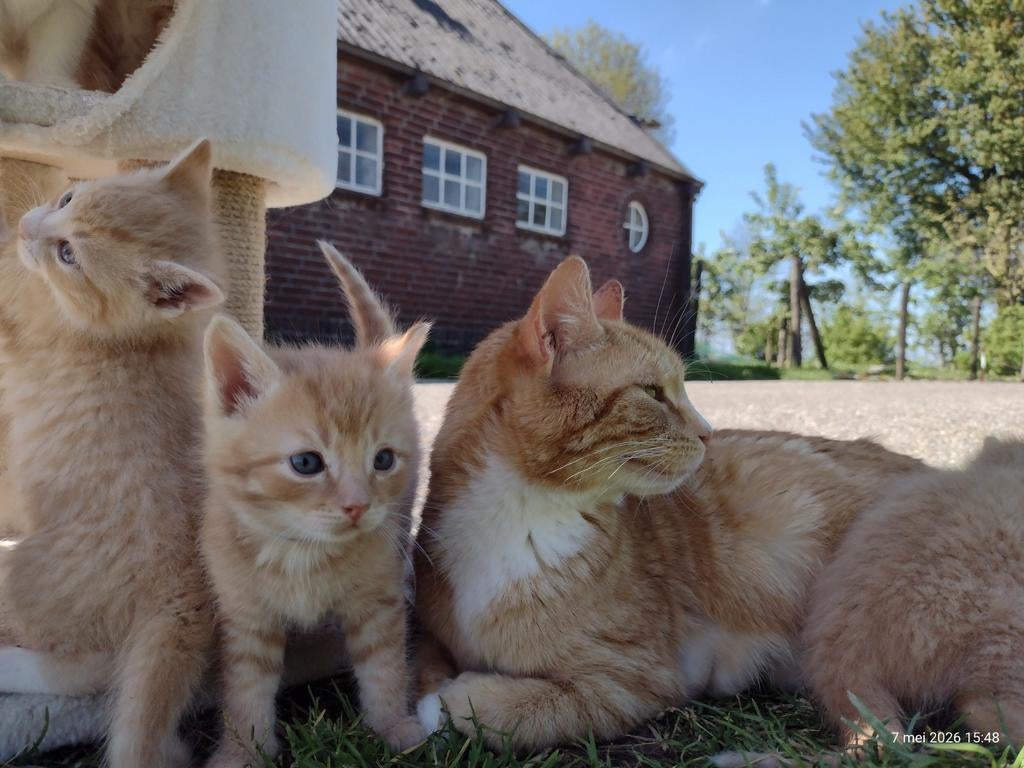 Te koop: prachtige lieve tamme kitten kittens, Dieren en Toebehoren, Katten en Kittens | Overige Katten, Poes