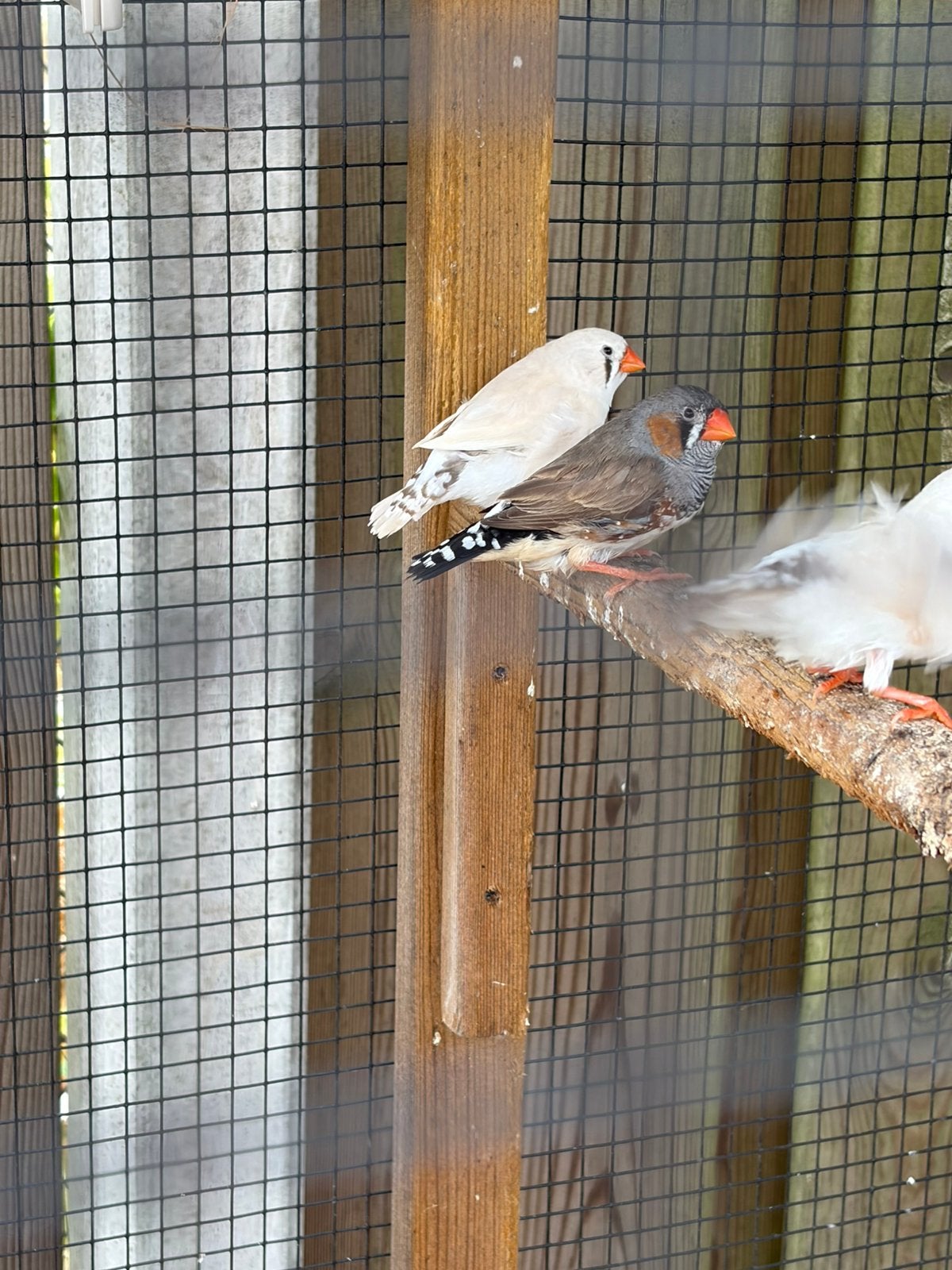 Jonge zebravinken, Meerdere dieren
