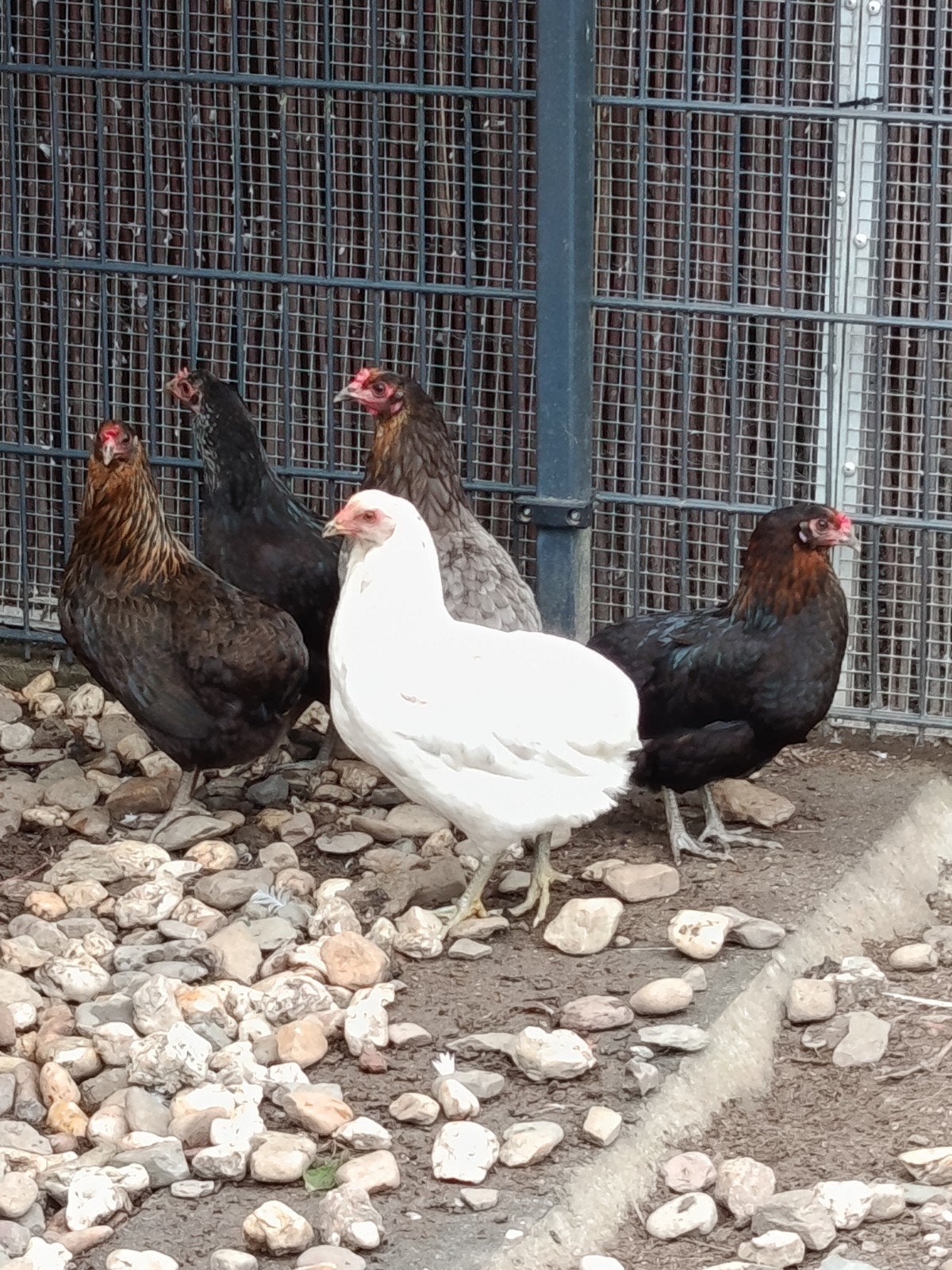 Araucana-kippen te koop, Vrouwelijk, Kip