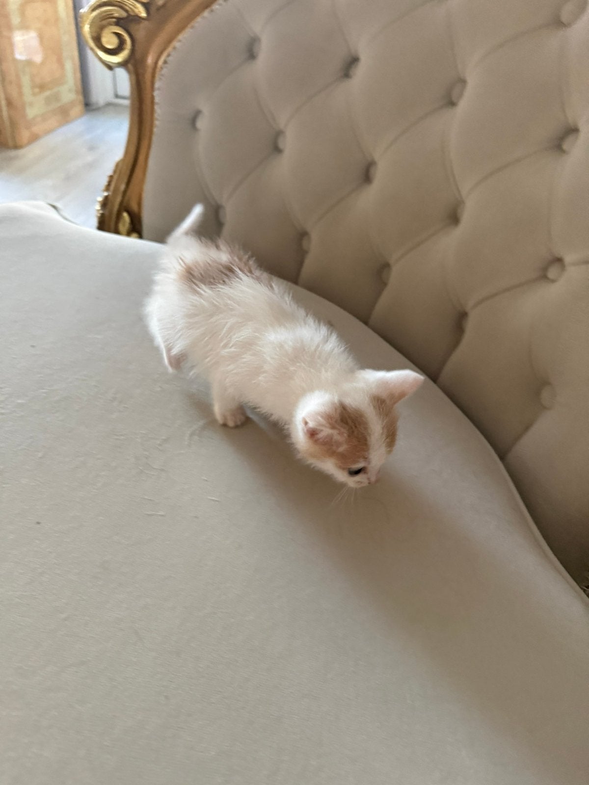 Schatige kittens te koop, Dieren en Toebehoren, Meerdere dieren