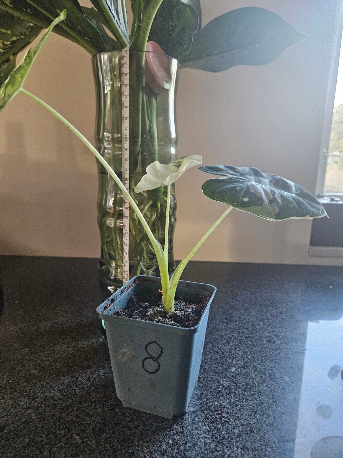 Alocasia Frydek Variegata, Ophalen of Verzenden, Overige soorten, Halfschaduw, Minder dan 100 cm
