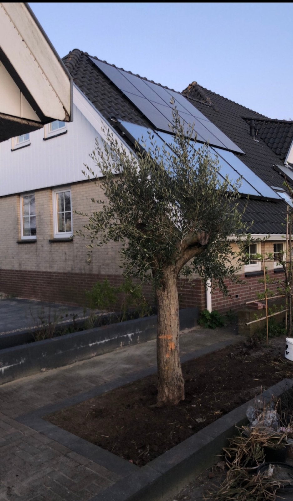 Te koop aangeboden oude olijfboom (Olea europaea)., Bloeit niet, Ophalen of Verzenden, Olijfboom, 250 tot 400 cm