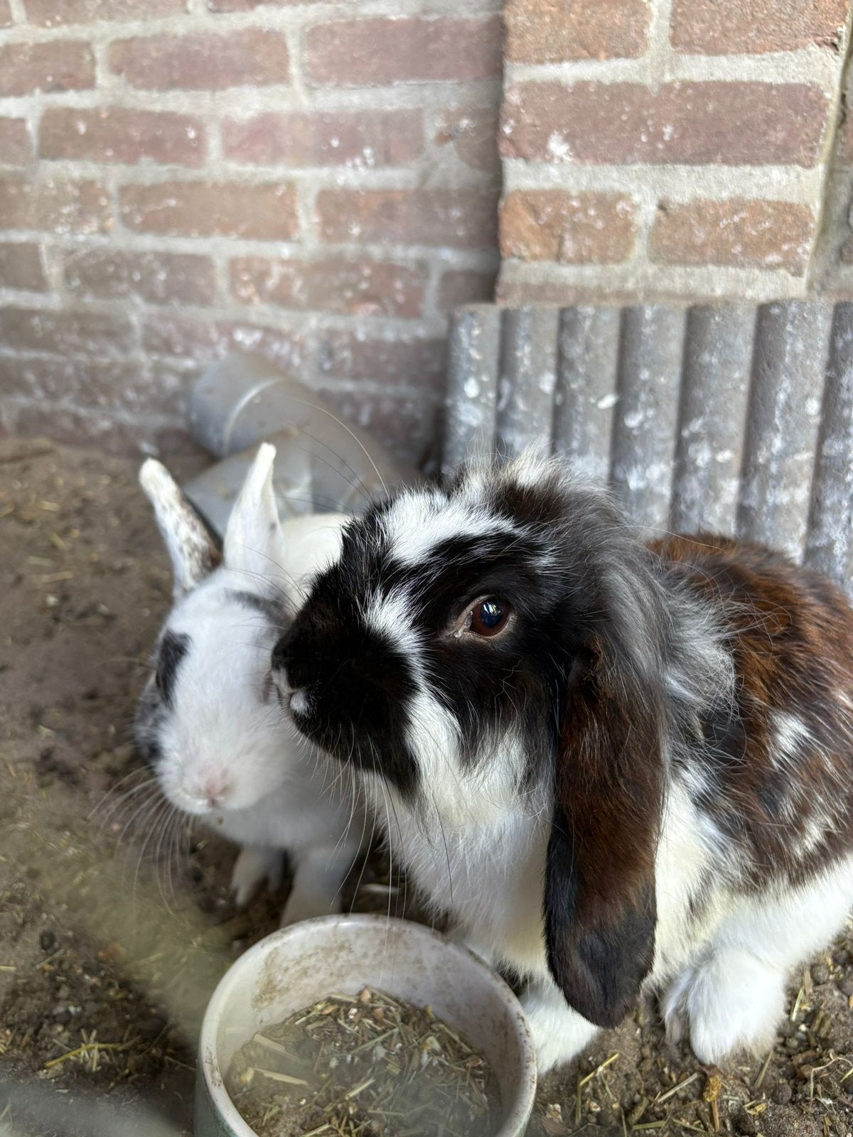 Konijnen Oreo en Bueno zoeken een nieuw thuis | Konijn, Mannelijk, Middelgroot, Hangoor