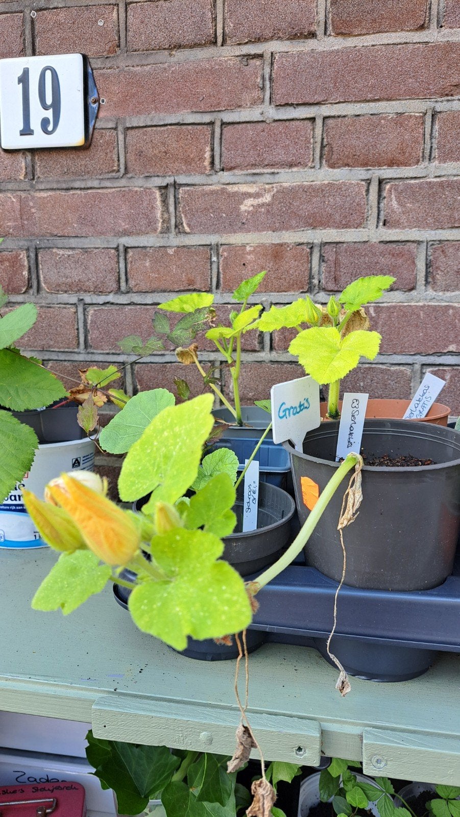 Sierpompoen, Ophalen, Minder dan 100 cm, Overige soorten, Zomer