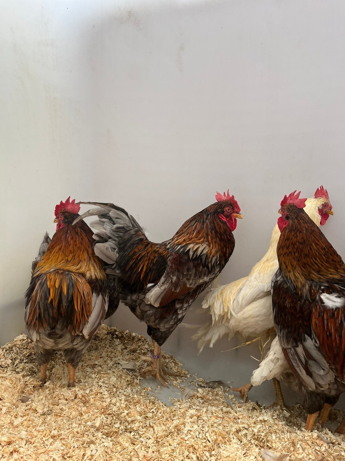Prachtig mooi barnevelder toom te koop “tentoonstelling”, Dieren en Toebehoren, Pluimvee