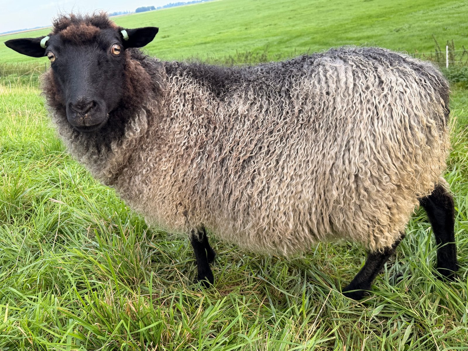Gotland pelsschaap ooi, Dieren en Toebehoren, Vrouwelijk, Schaap, 3 tot 5 jaar