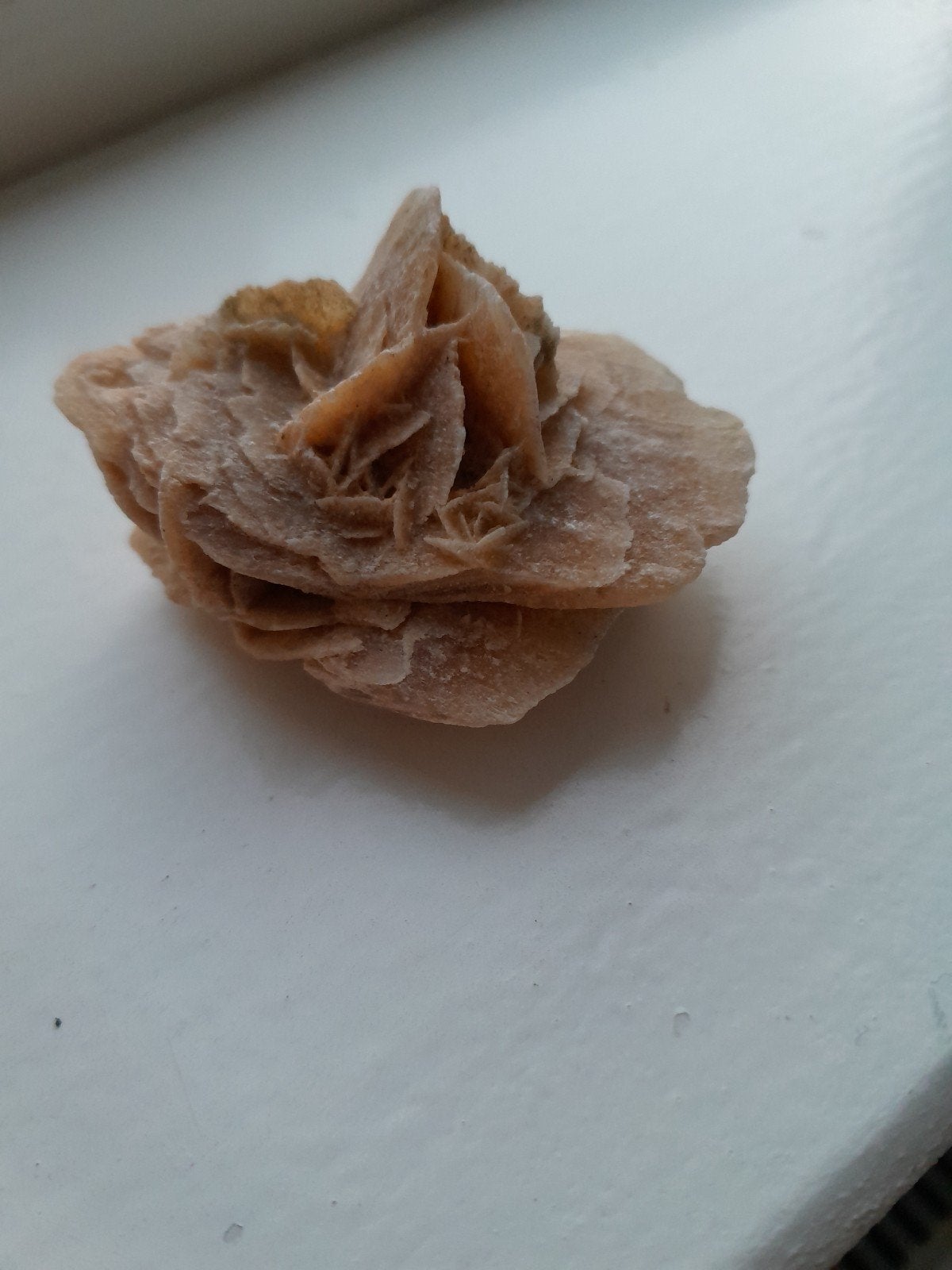 natuurlijke woestijnroos, Ophalen