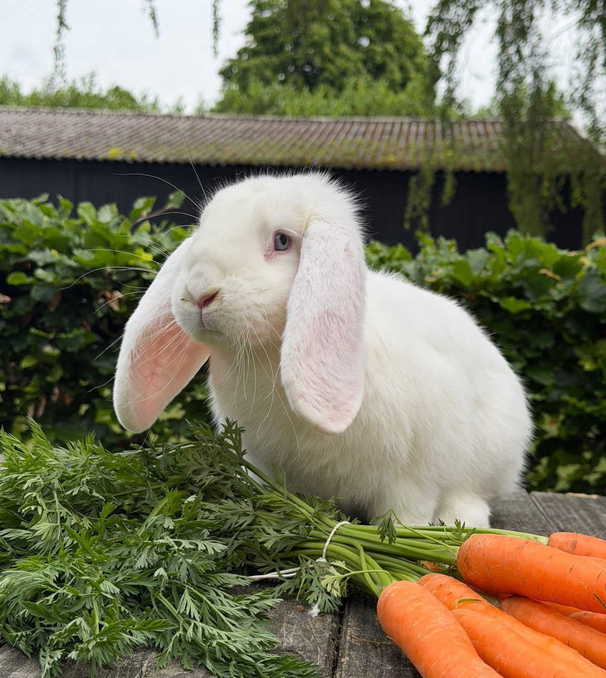 Lieve franse hangoor ram gecastreerd en gevaccineerd, Dieren en Toebehoren, Konijnen, Mannelijk, Groot, Hangoor, 0 tot 2 jaar