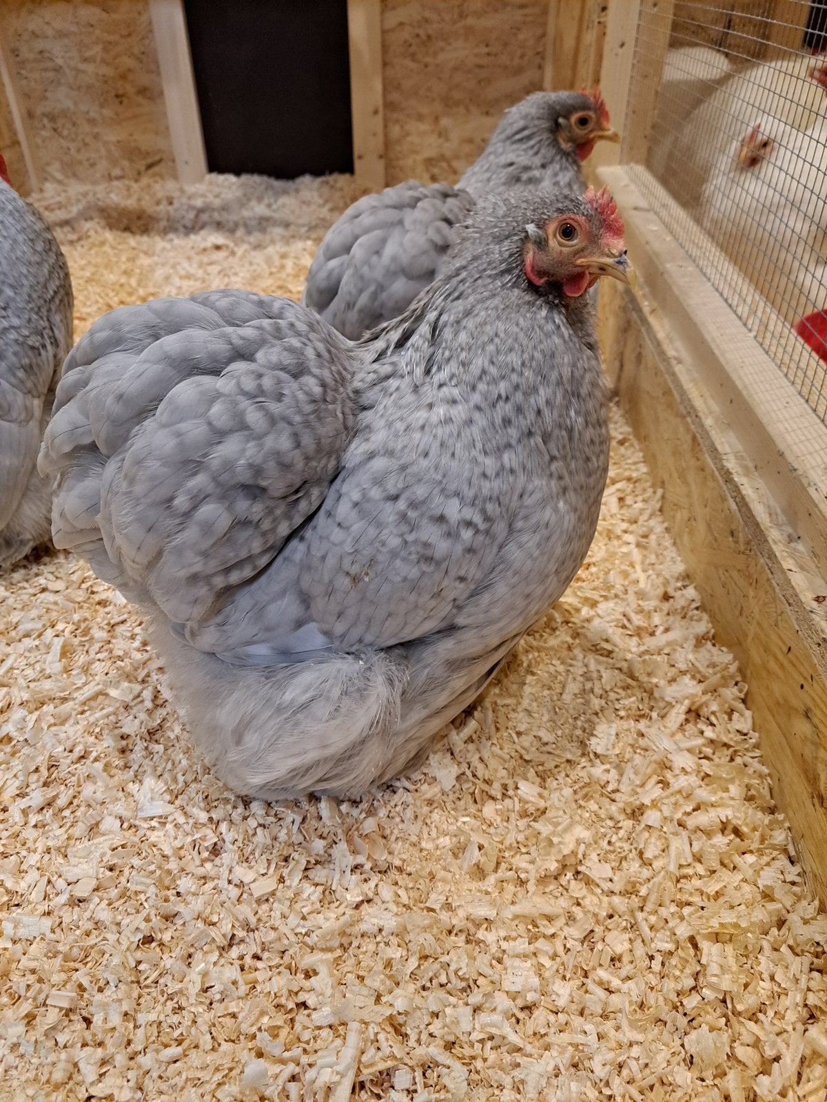 Cochin kip en haan, Dieren en Toebehoren, Pluimvee, Meerdere dieren, Kip