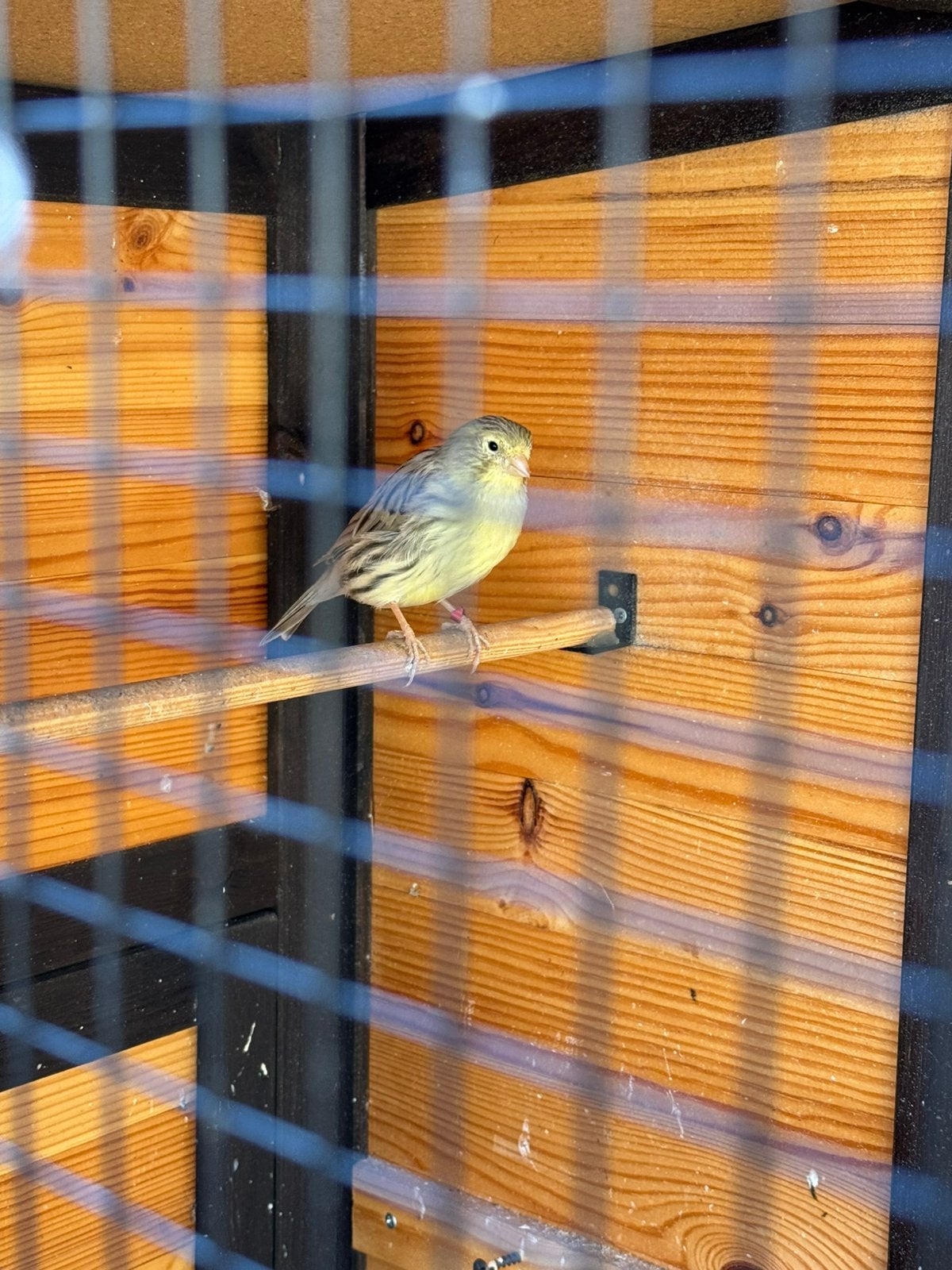 Agaat kanarie, Dieren en Toebehoren, Mannelijk, Kleurkanarie