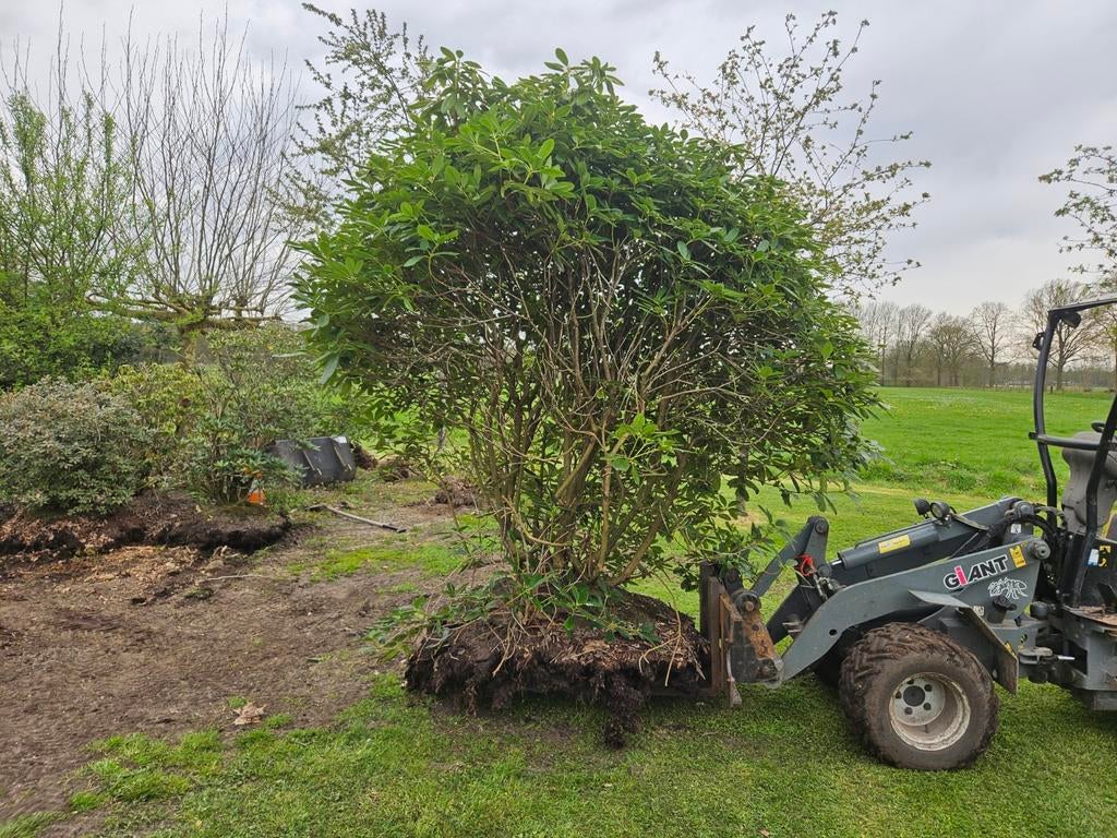 Grote Rhododendron - Prachtige Groenblijvende Struik, Tuin en Terras, Planten | Bomen, Ophalen, Lente, Halfschaduw, 100 tot 250 cm