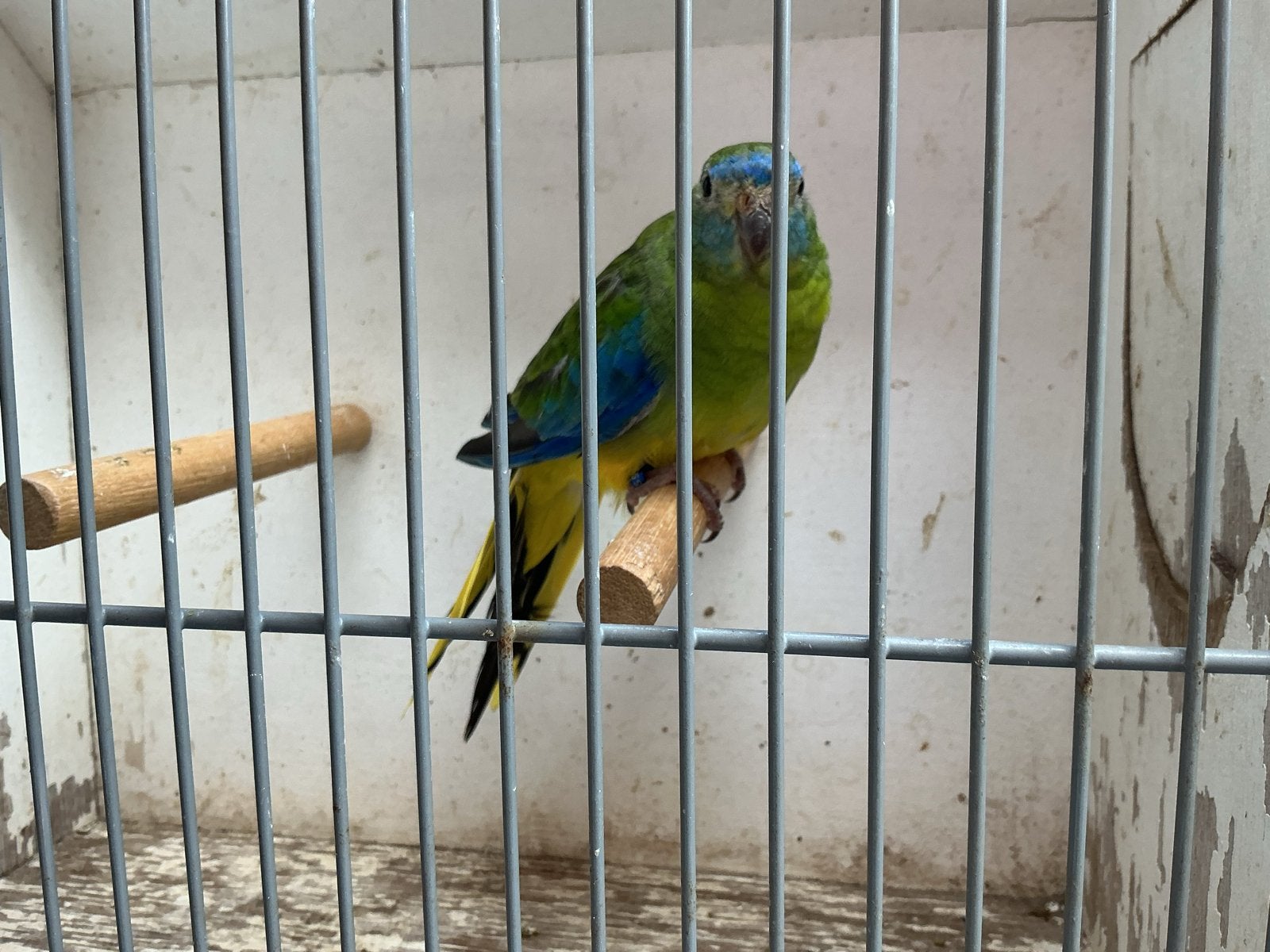 Turquoisine parkieten, Dieren en Toebehoren, Meerdere dieren, Parkiet