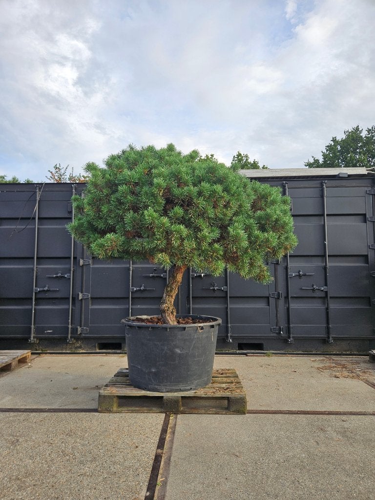 Zeldzame Pinus sylvestris Parsfield, Volle zon, Vaste plant, Bloeit niet, Ophalen