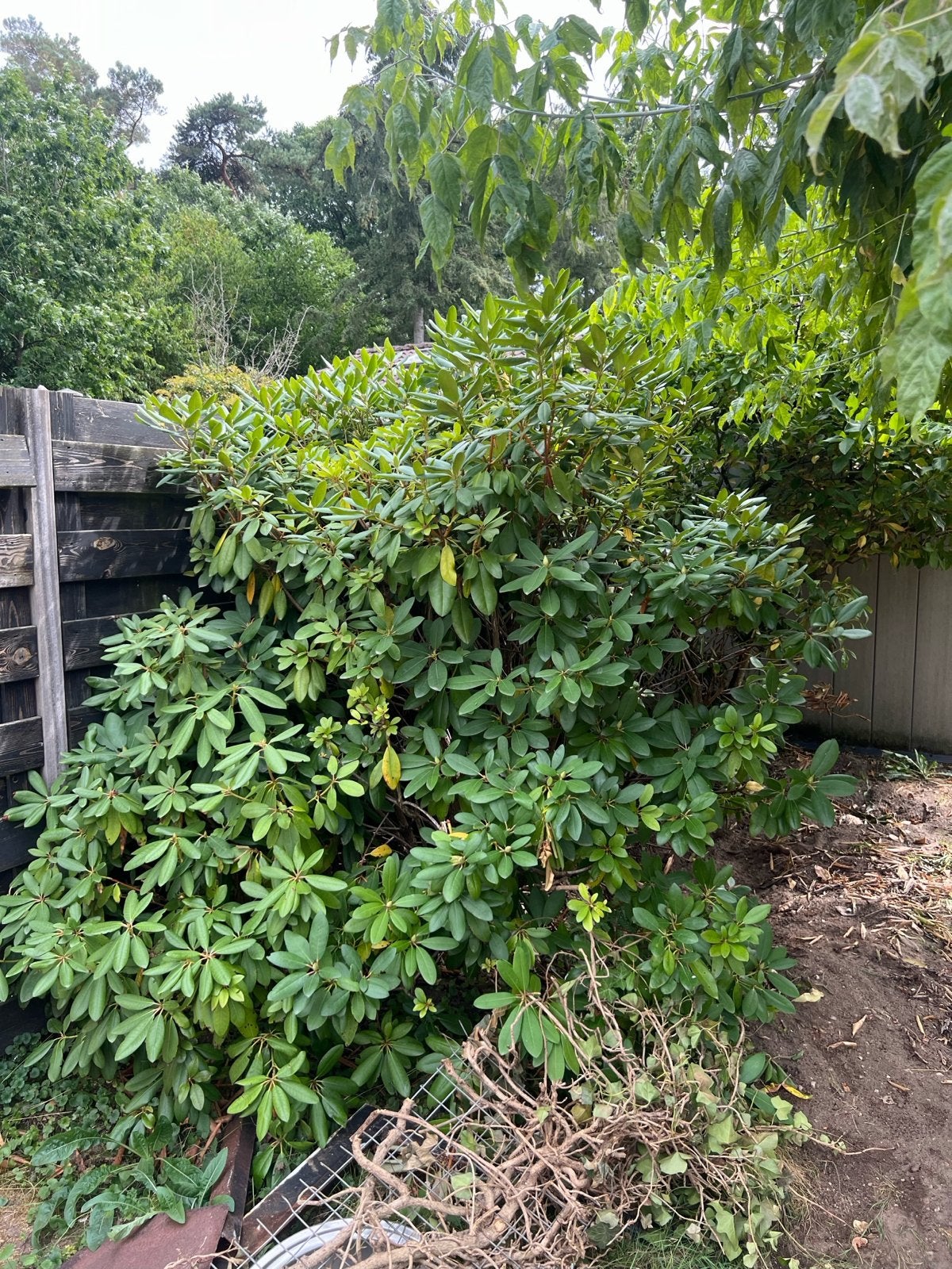 Grote Rhododendron struik, Vaste plant, Halfschaduw, Lente, Ophalen
