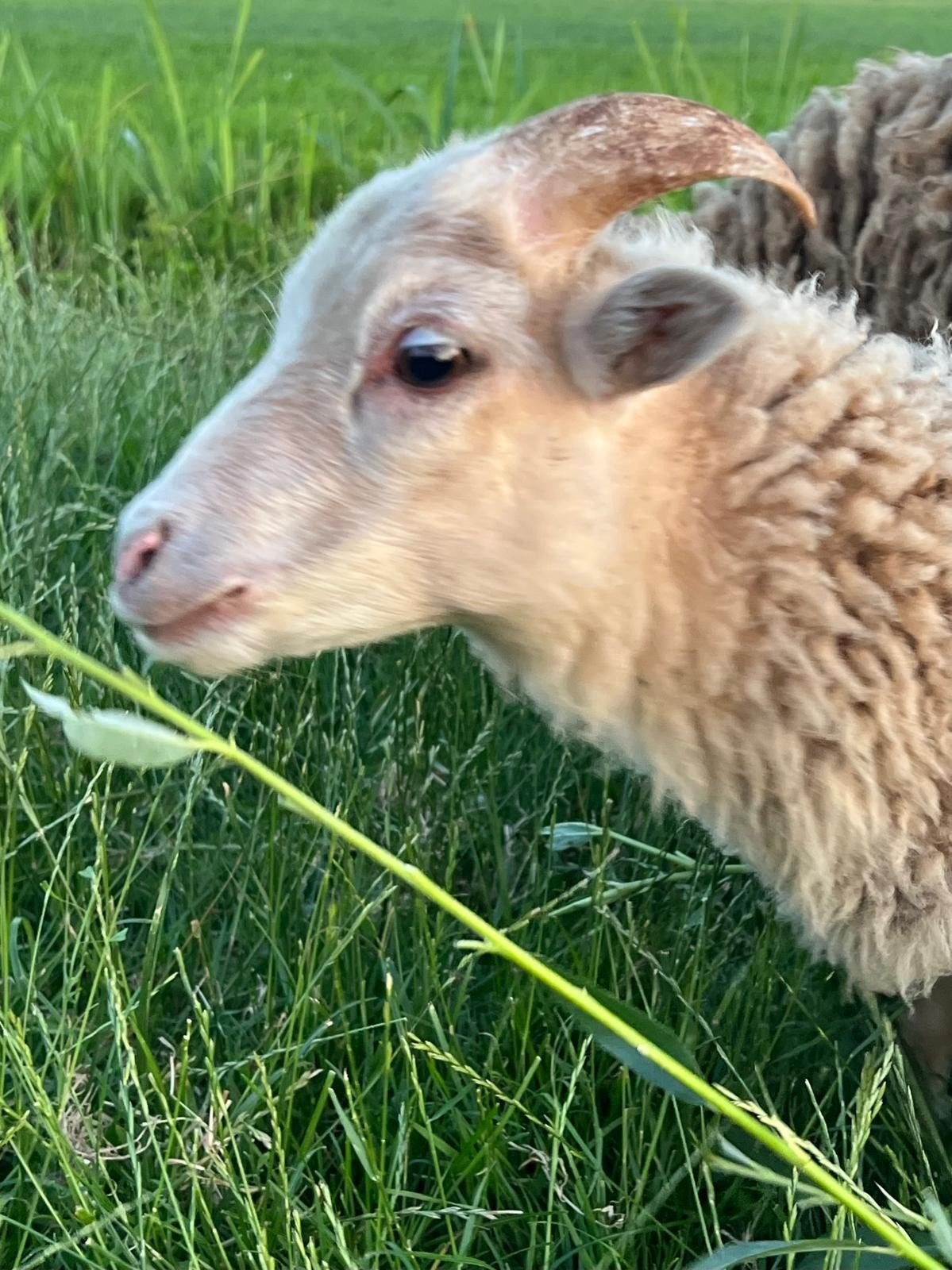 Ouessant ram lammetje wit, Mannelijk, Schaap, 0 tot 2 jaar