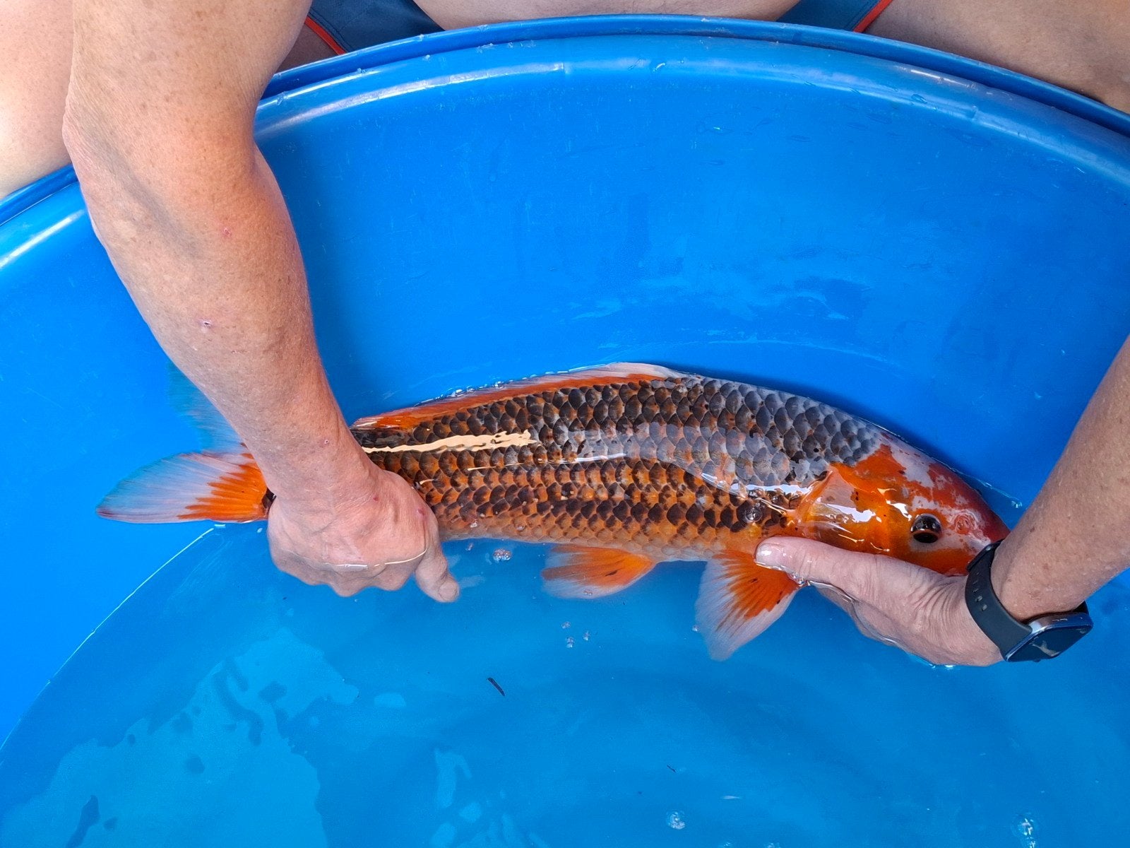 grote koi asagi, Karper of Koi