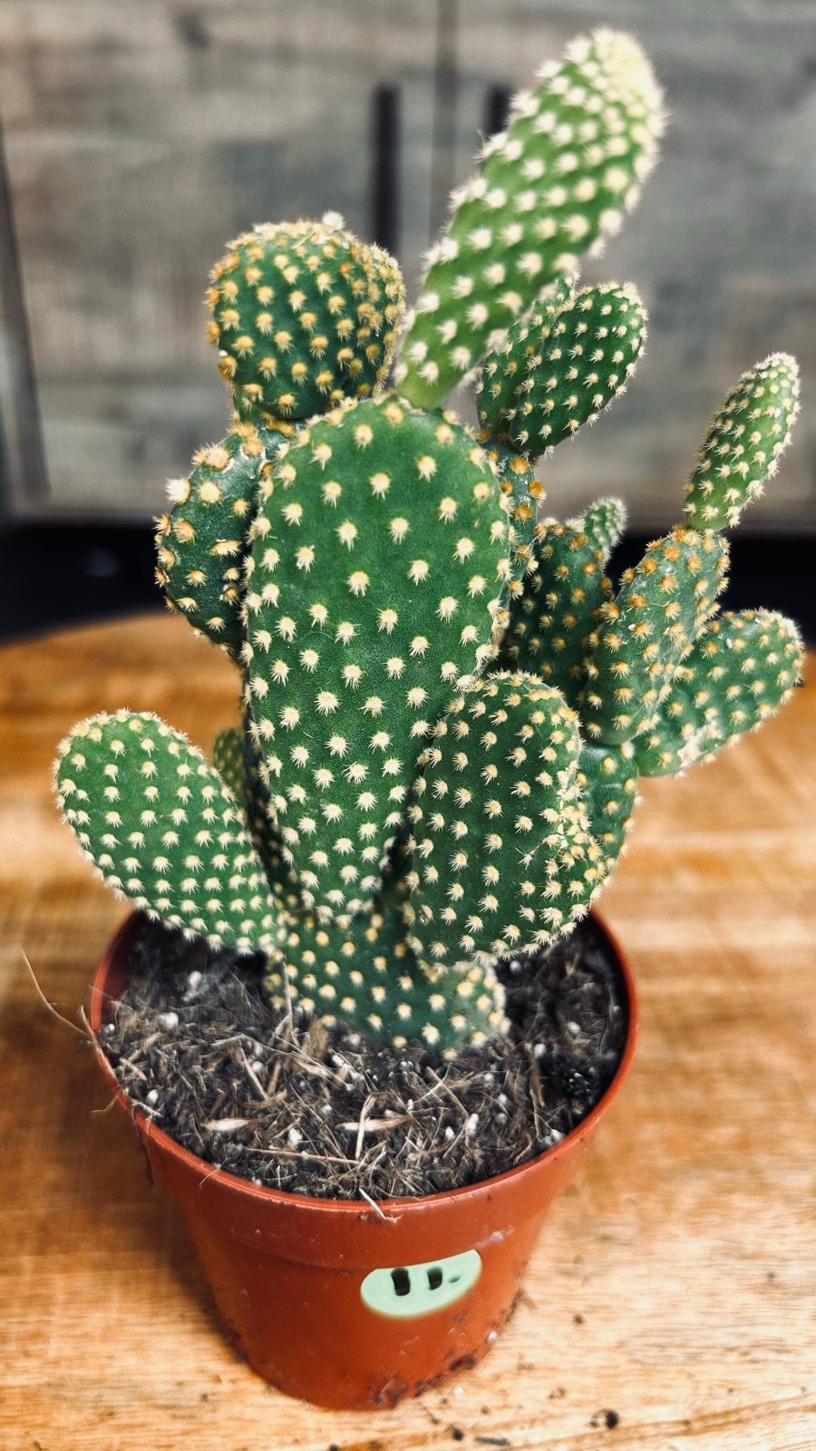 Opuntia microdasys - Konijnenoortjes Cactus 11, Ophalen