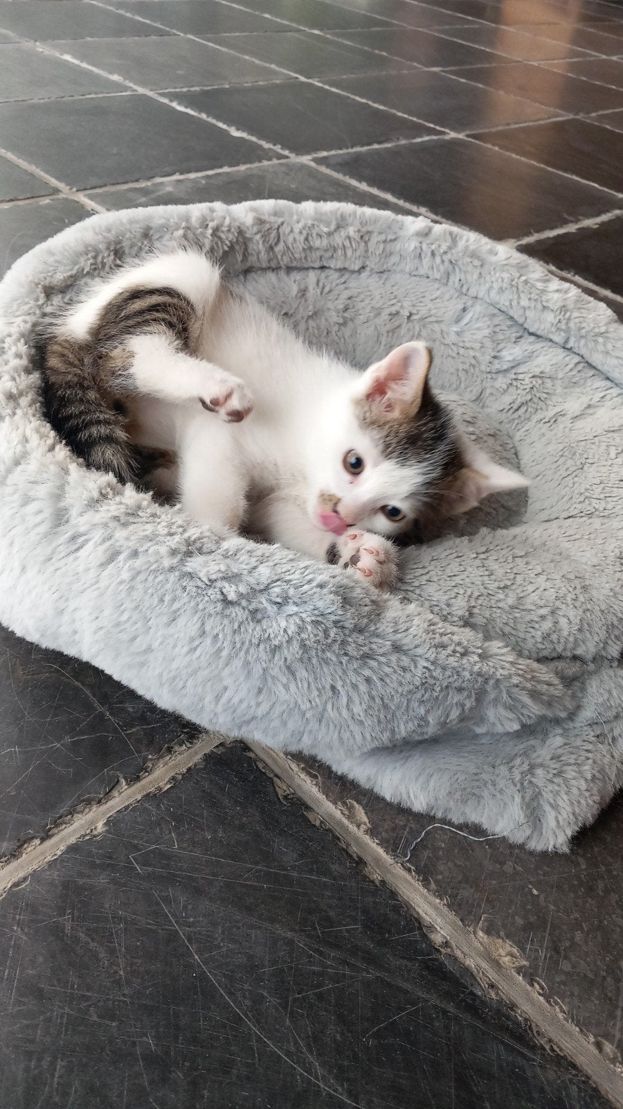 kittens / kitten  / katertje, Kater, 0 tot 2 jaar