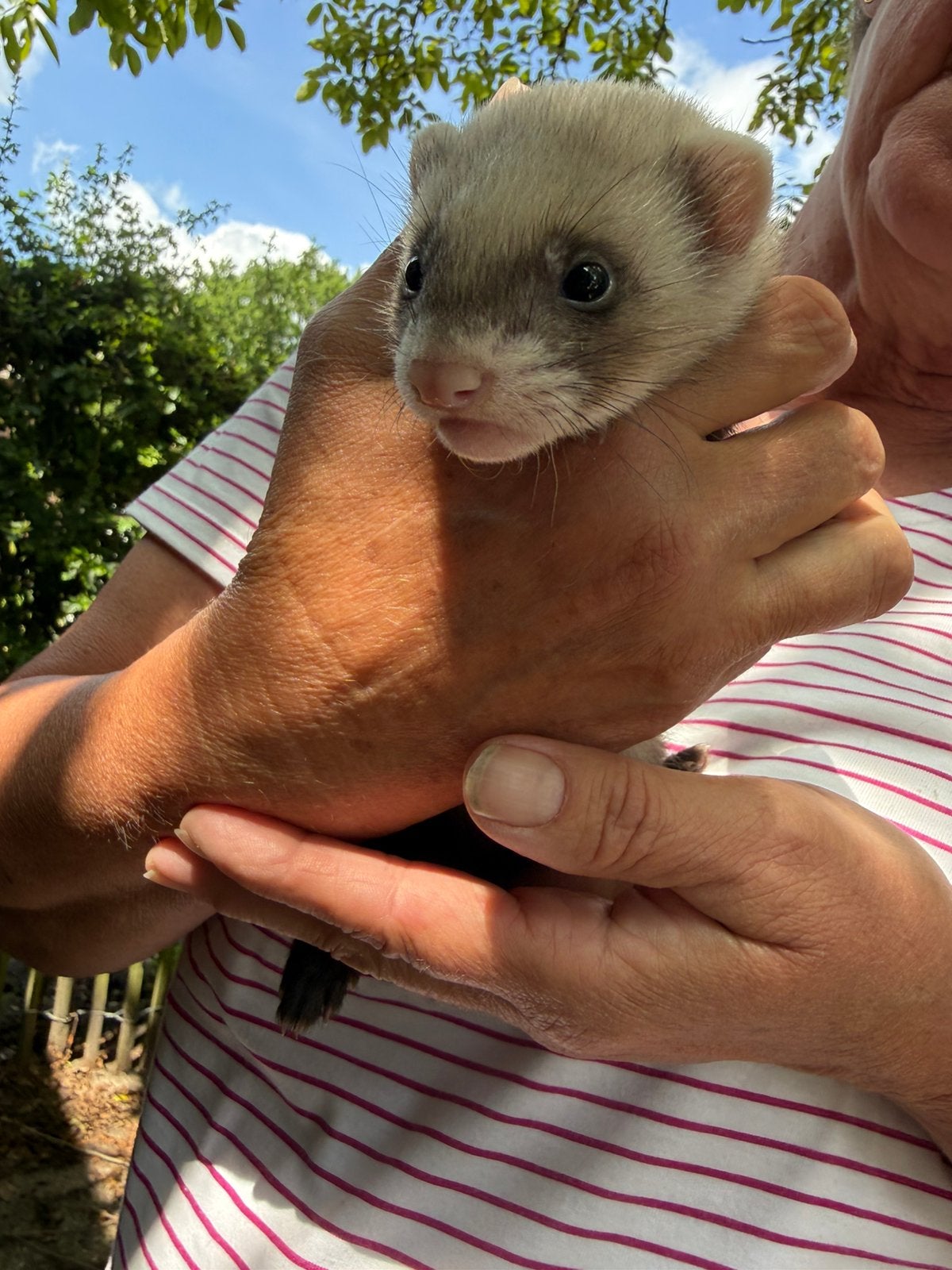 Frettenpup, jong fretje, Mei, Mannelijk
