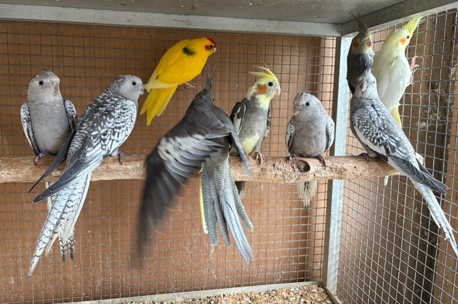 Valkparkieten 2026, diverse kleuren, Meerdere dieren, Parkiet