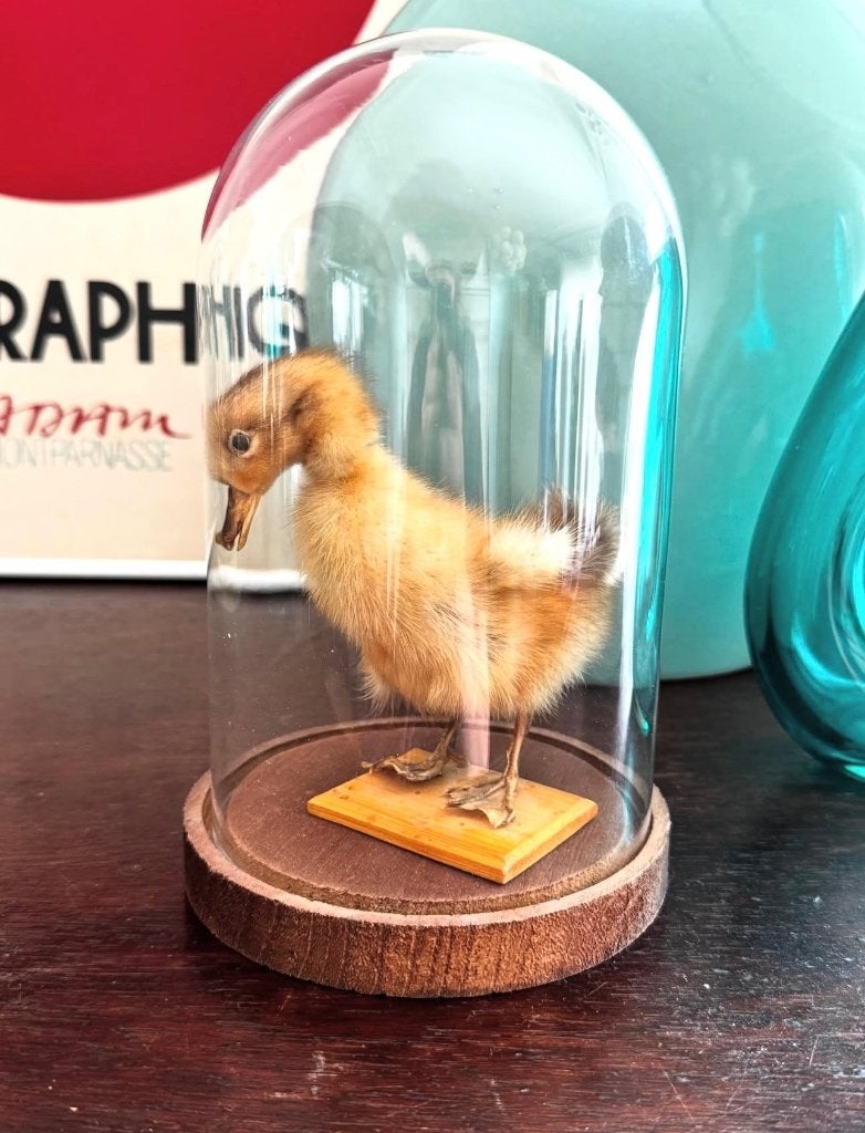 Taxidermie baby eend, Ophalen of Verzenden, Zo goed als nieuw, Vogel, Opgezet dier
