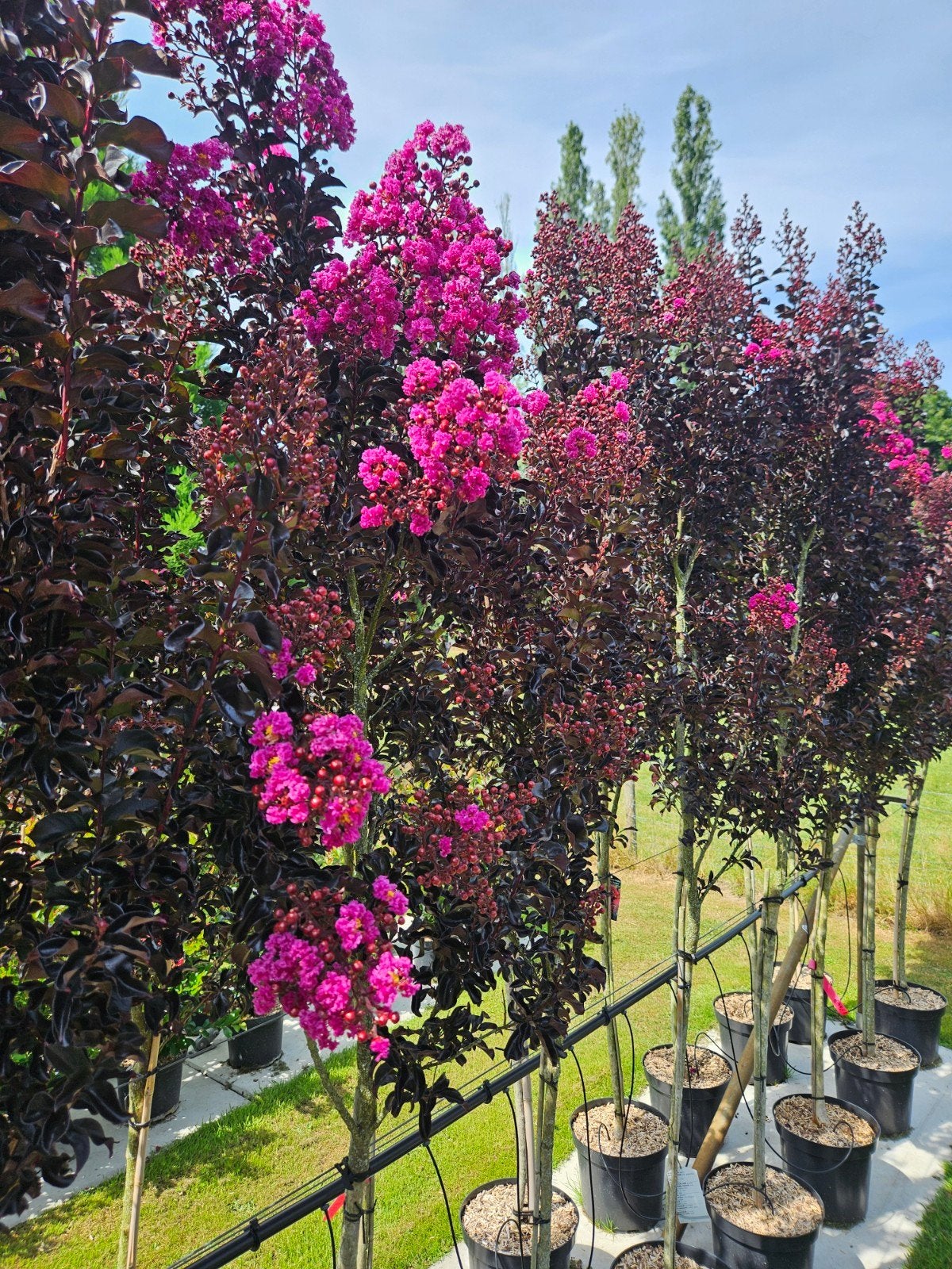 Lagerstroemia Raspberry Sorbet / ‼️ ‼️‼️, Tuin en Terras, 250 tot 400 cm, Zomer, Ophalen, Volle zon