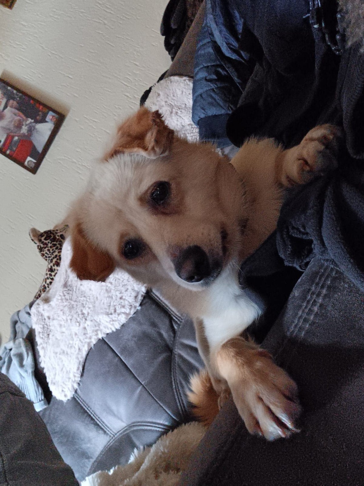 zeer goed huisje gezocht, Reu, 1 tot 2 jaar, Eén hond, Middel