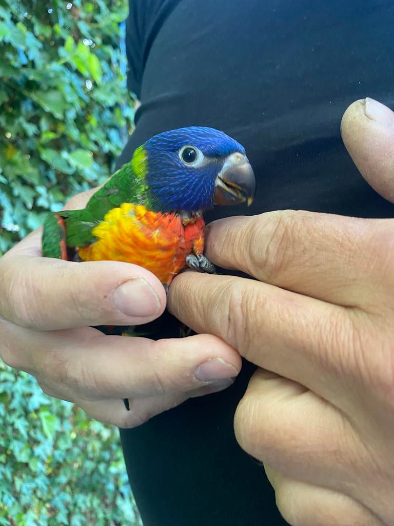 Jonge lori van de blauwe bergen, Geslacht onbekend, Papegaai, Geringd