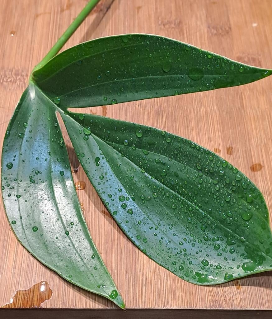 Philodendron Dragon Tail, Verzenden, Halfschaduw, Minder dan 100 cm