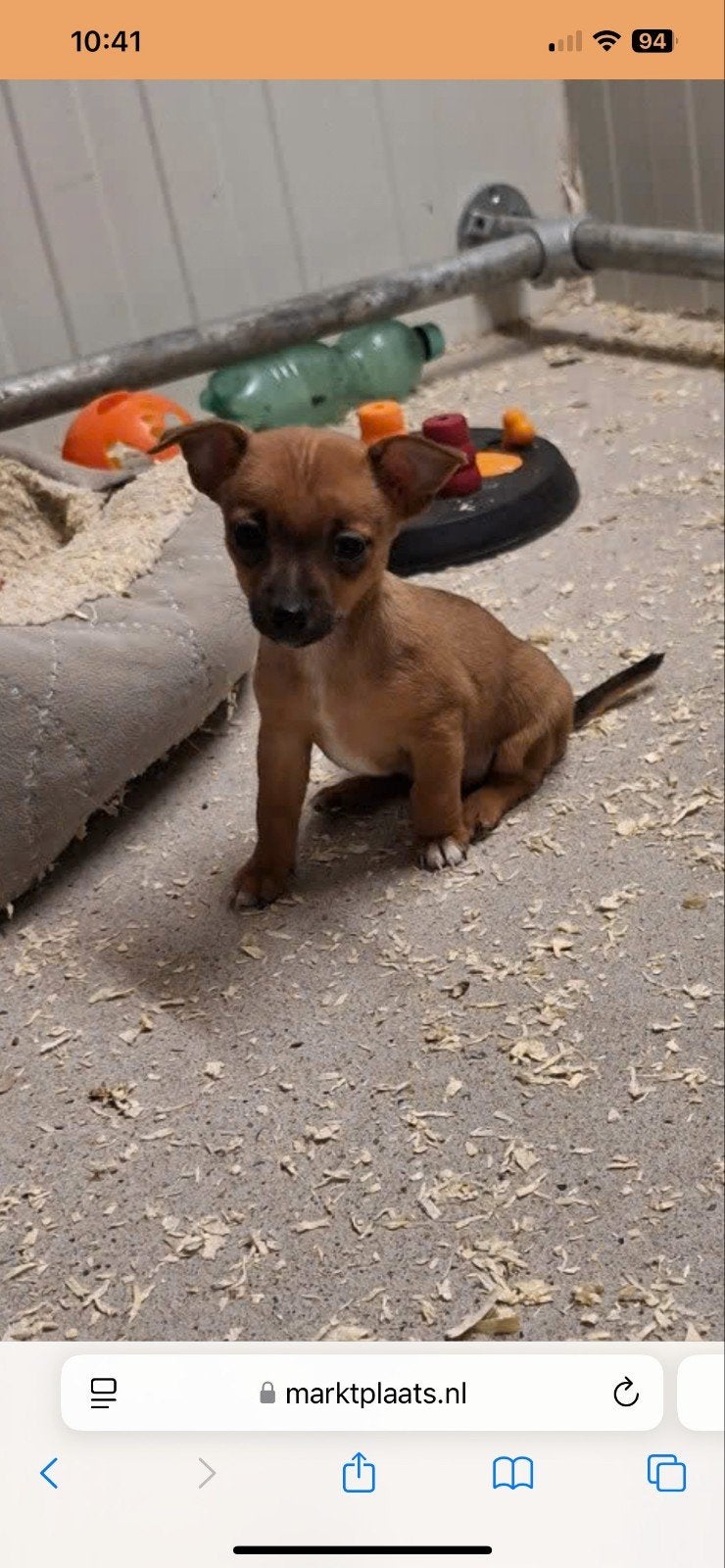 zeer kleine Jack Russel x pincher pups 
€ 850,00
https://lin, Dieren en Toebehoren, België, Particulier, Jack Russell Terriër